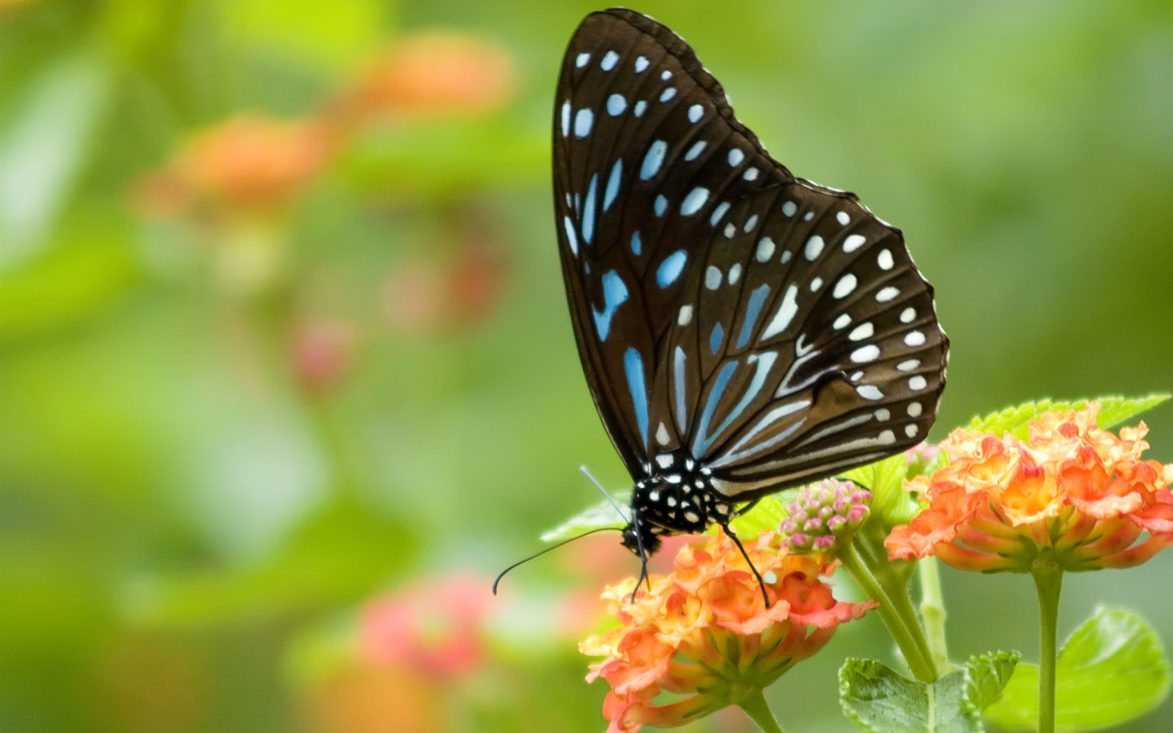 Butterfly Photo Wallpaper (3) #5 - 1680x1050