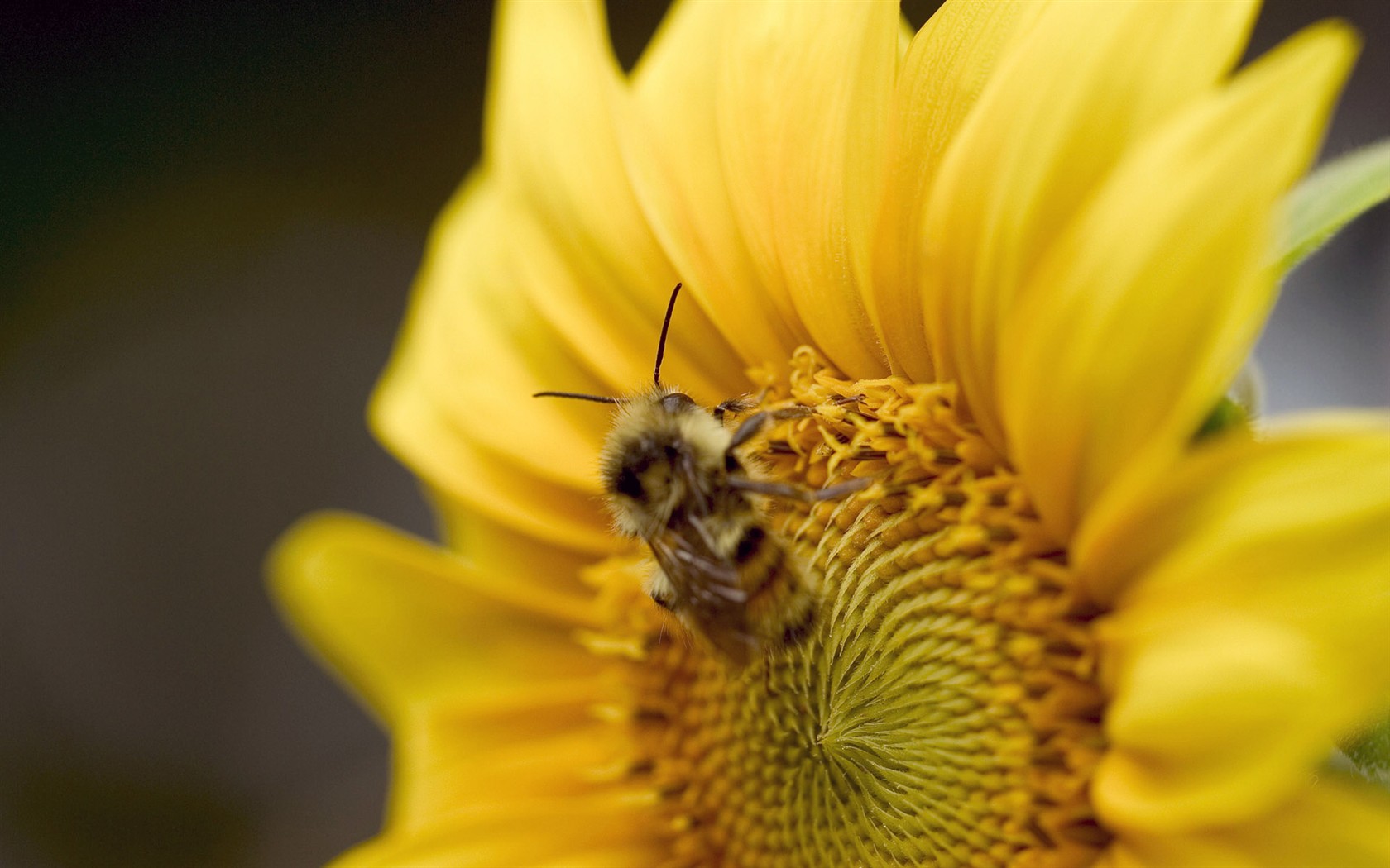 Láska Bee květin tapety (1) #8 - 1680x1050