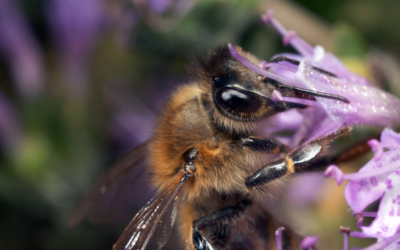 Láska Bee květin tapety (1) #9 - 1680x1050