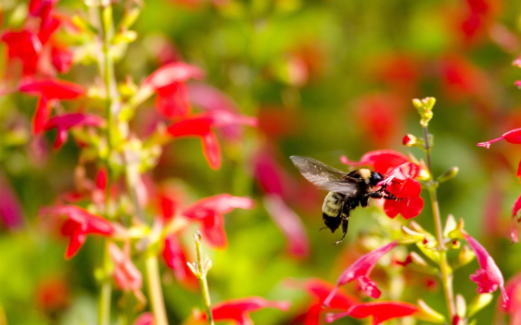 Love Bee Flower Wallpaper (1) #13 - 1680x1050