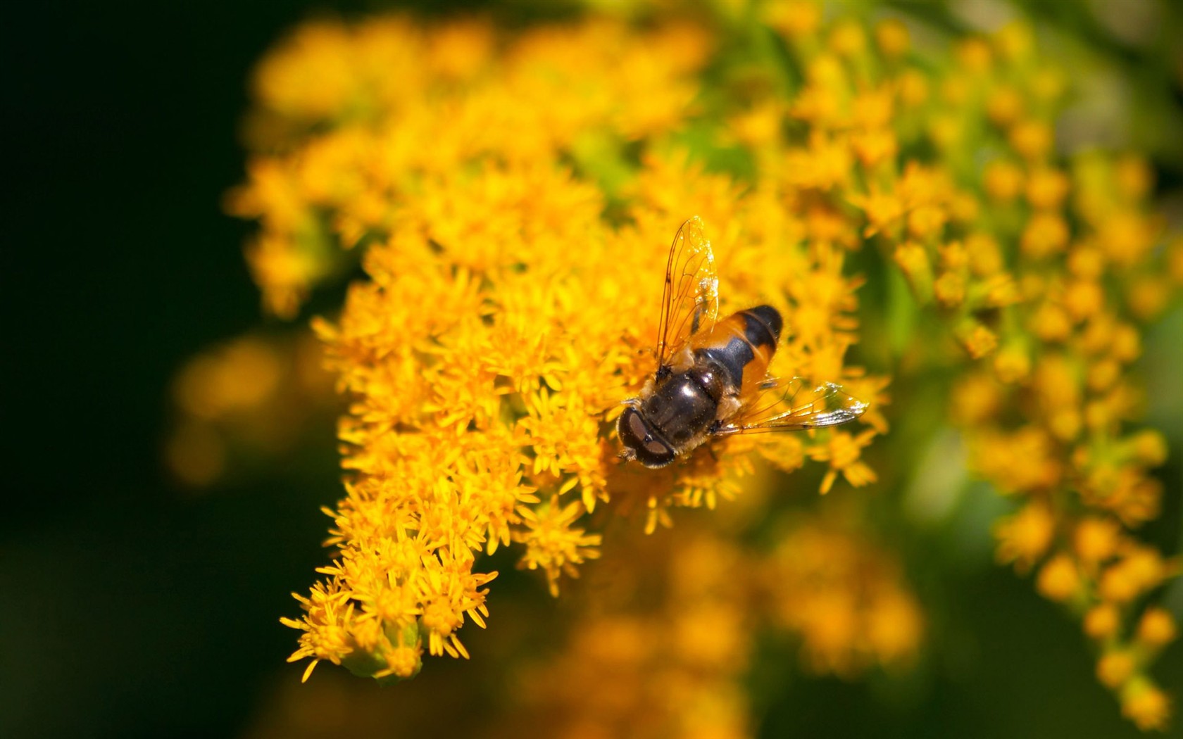 Láska Bee květin tapety (1) #20 - 1680x1050