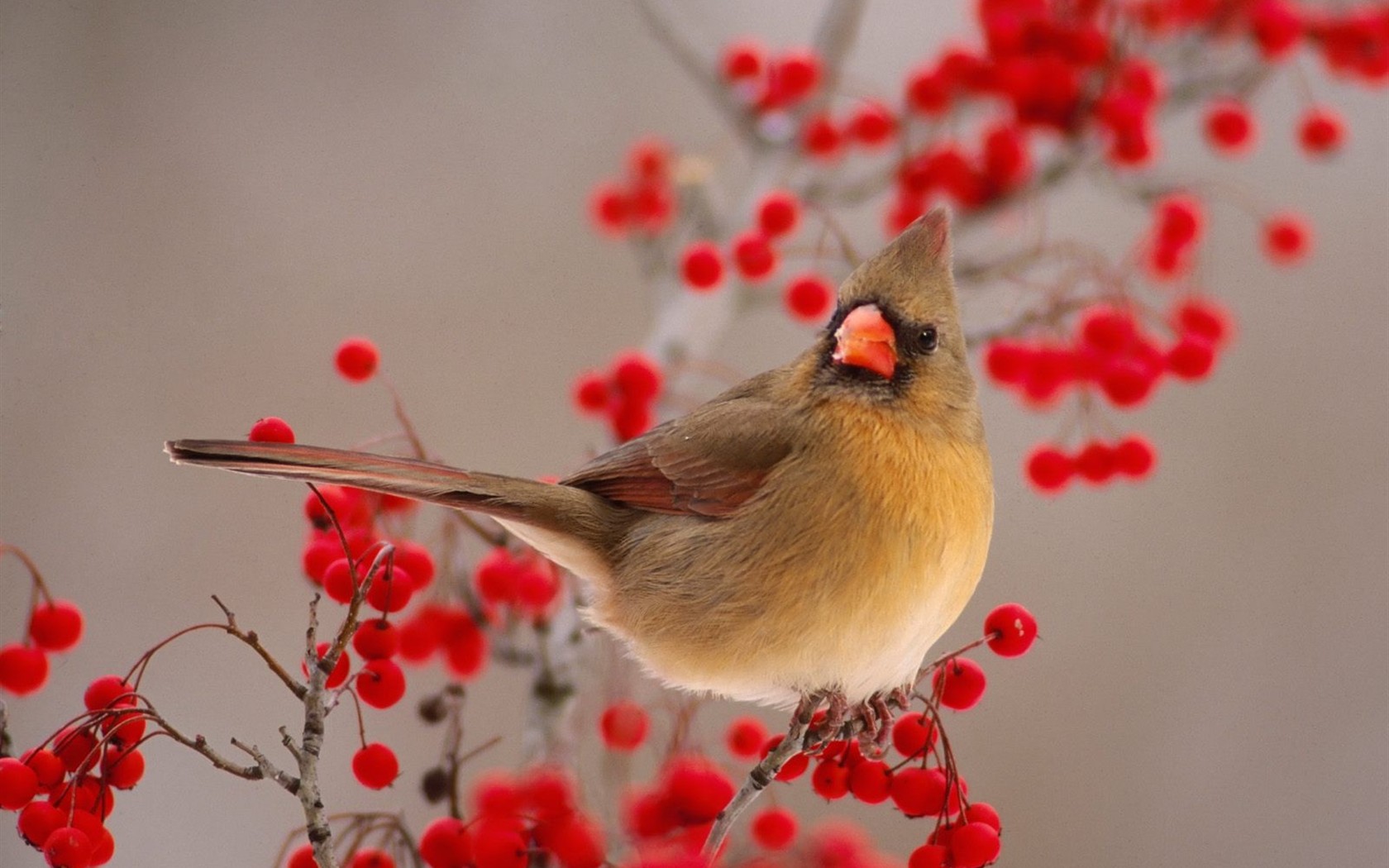 Lovely bird photo wallpaper #3 - 1680x1050