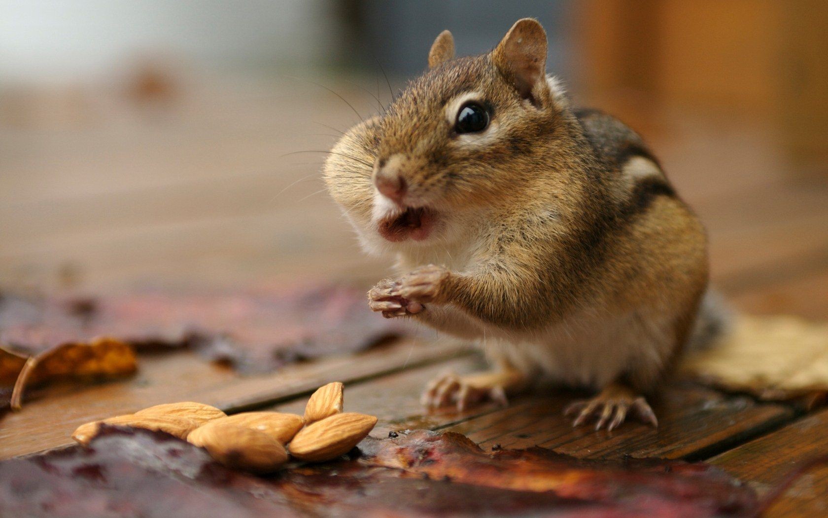 Cute Chipmunk Tapete #3 - 1680x1050