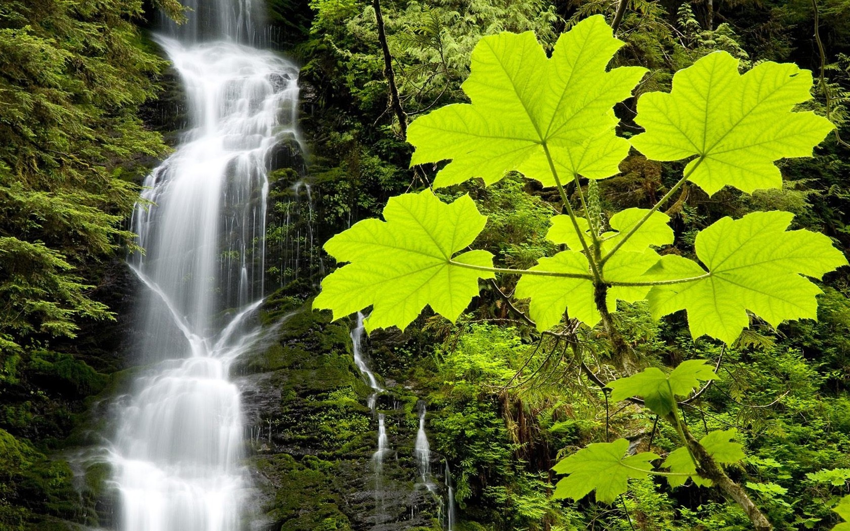 Forest Falls HD Wallpaper #8 - 1680x1050