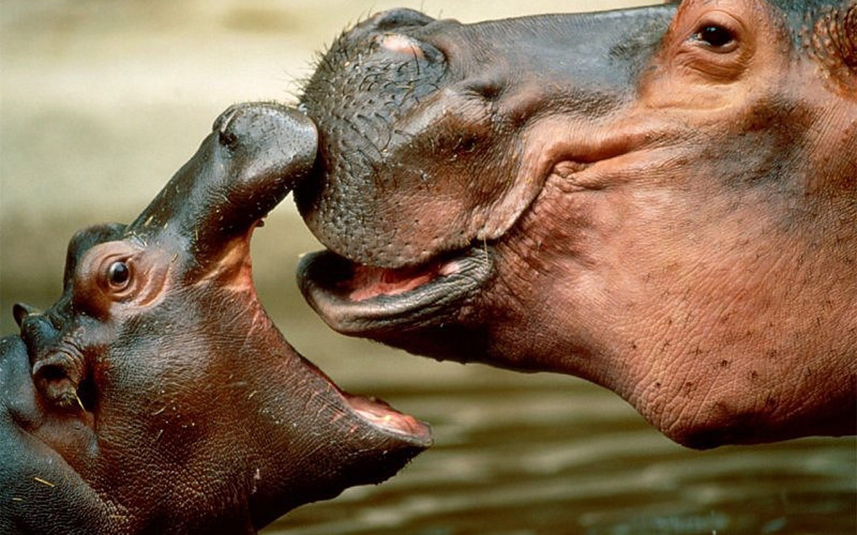 Hippo Photo Wallpaper #2 - 1680x1050