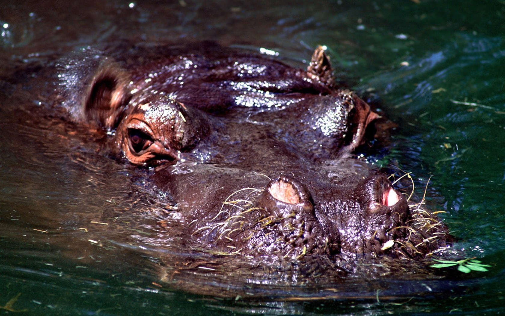 Hippo Photo Wallpaper #3 - 1680x1050