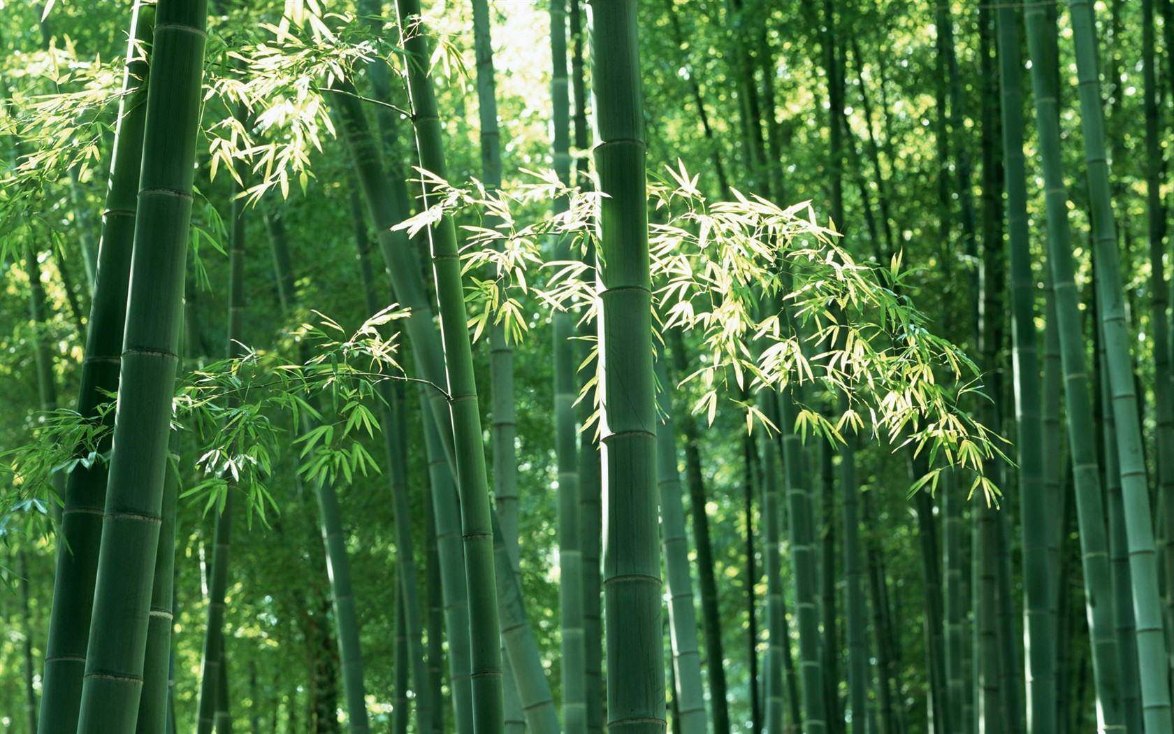 Papel tapiz verde de bambú #6 - 1680x1050
