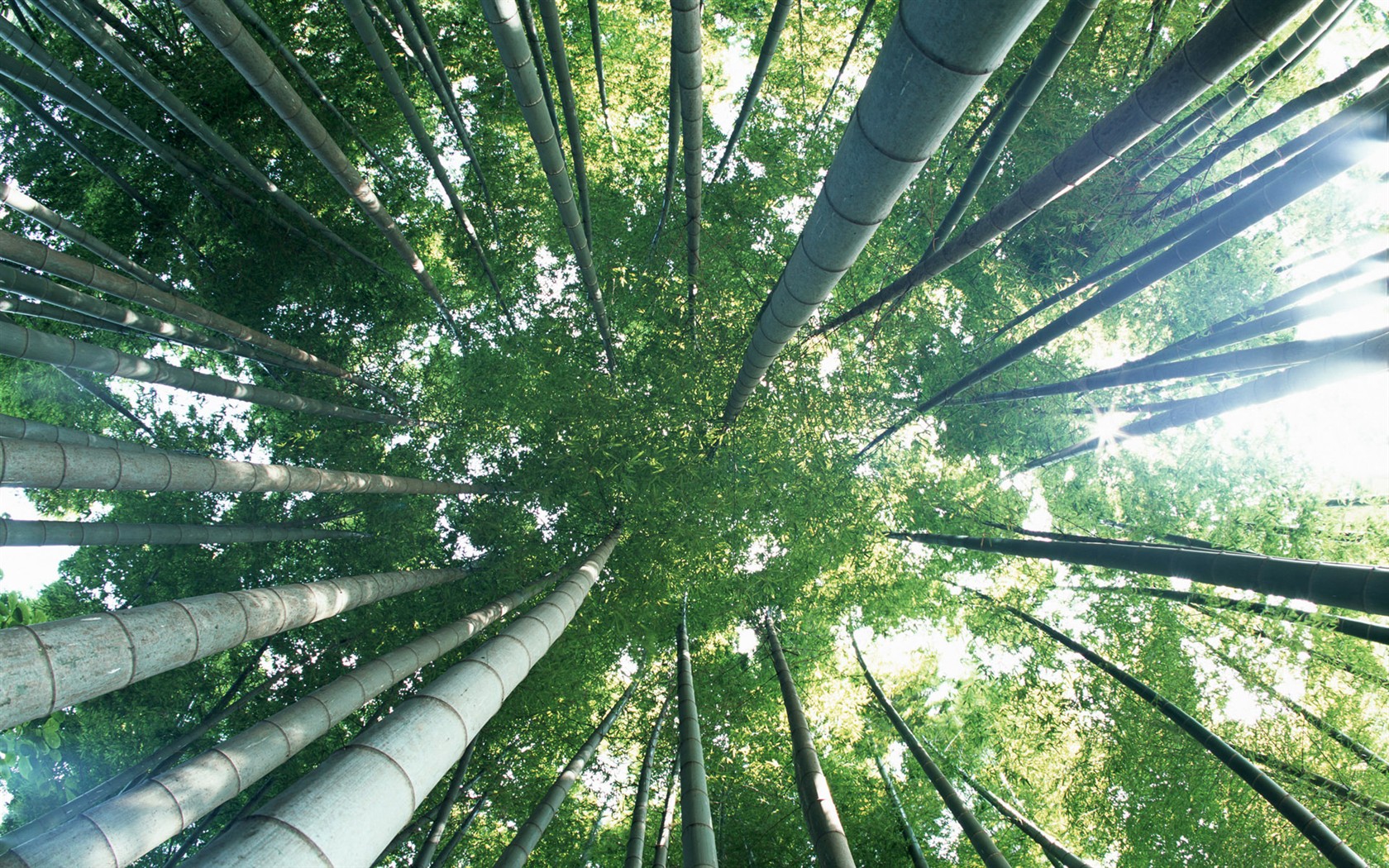 Papel tapiz verde de bambú #7 - 1680x1050
