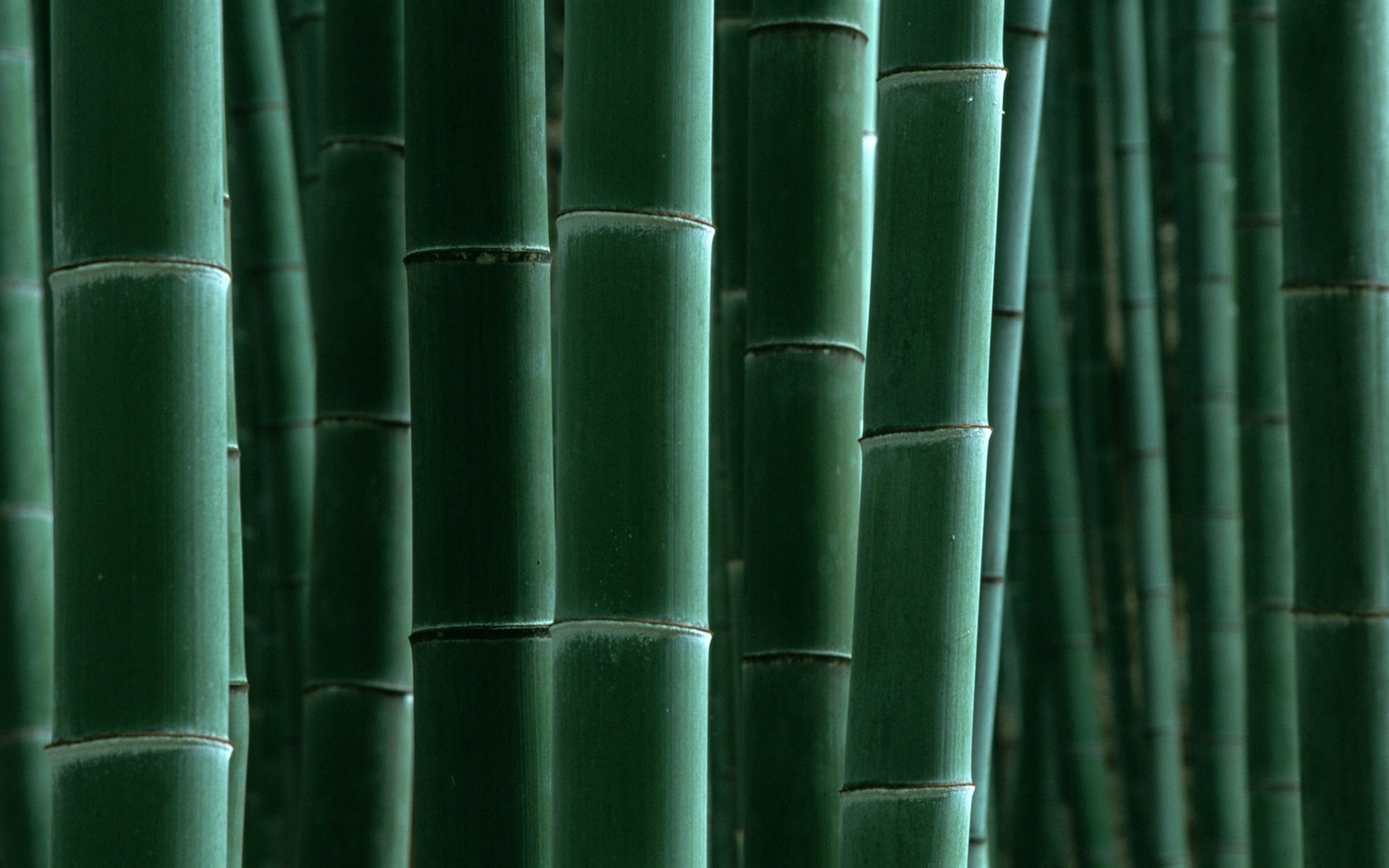 グリーン竹の壁紙 #16 - 1680x1050