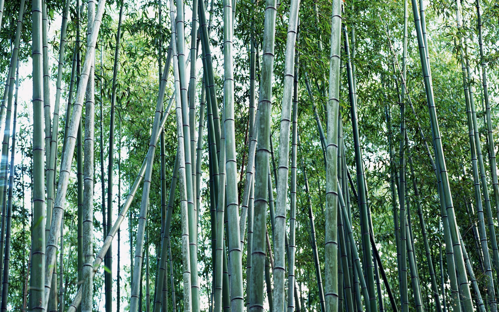 Papel tapiz verde de bambú #18 - 1680x1050