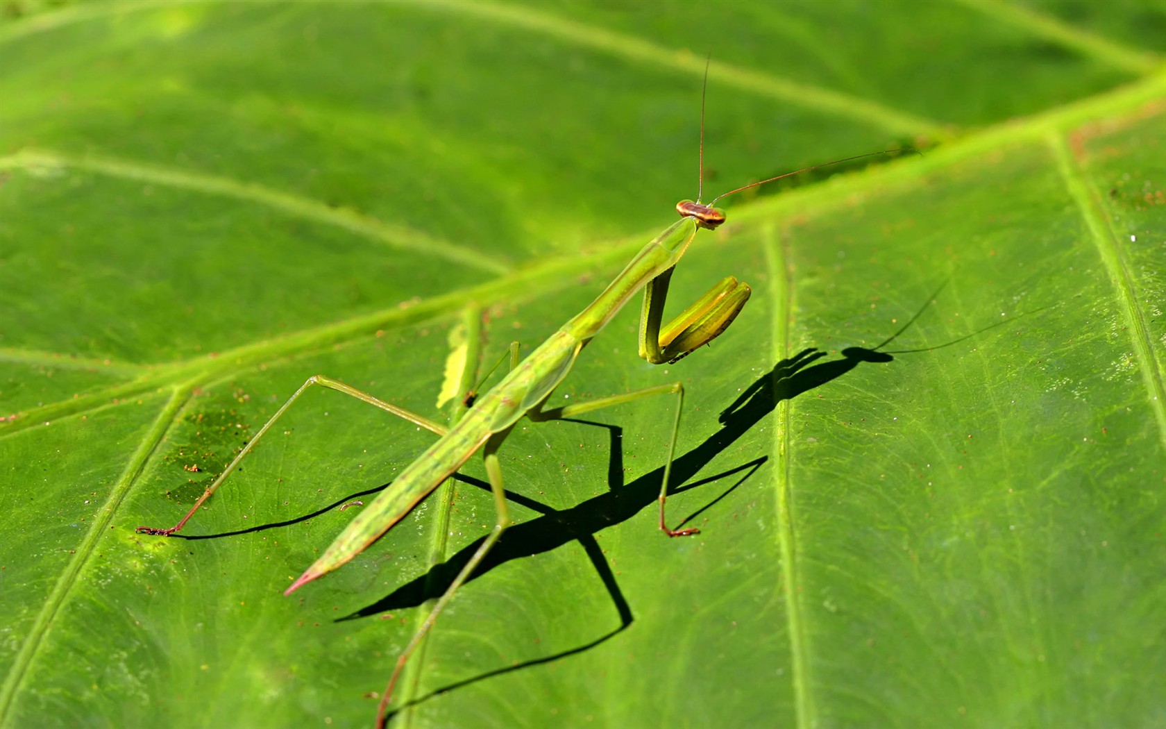 Caractéristiques des insectes (2) #9 - 1680x1050