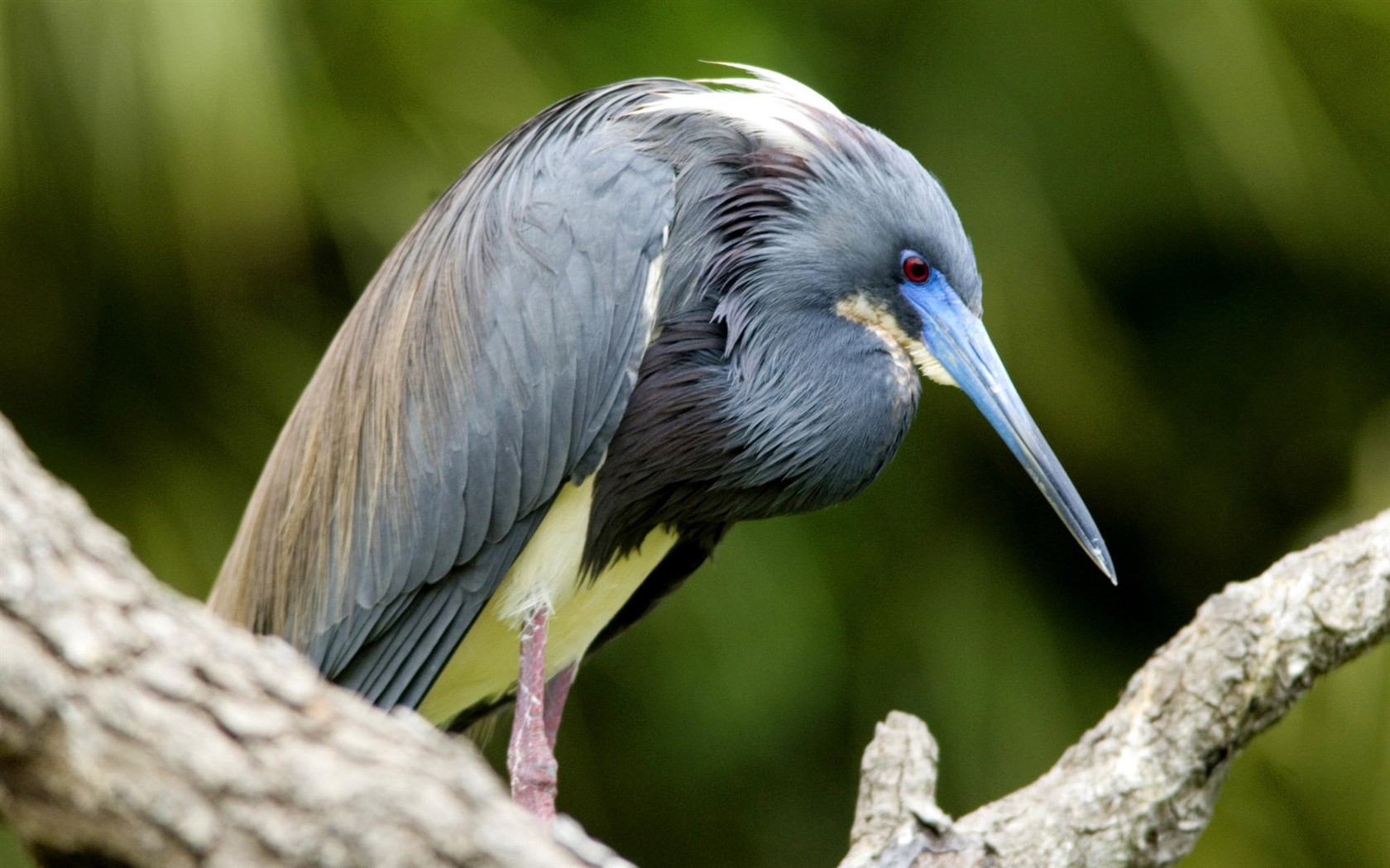 Fonds d'écran HD Photo Oiseaux #13 - 1680x1050