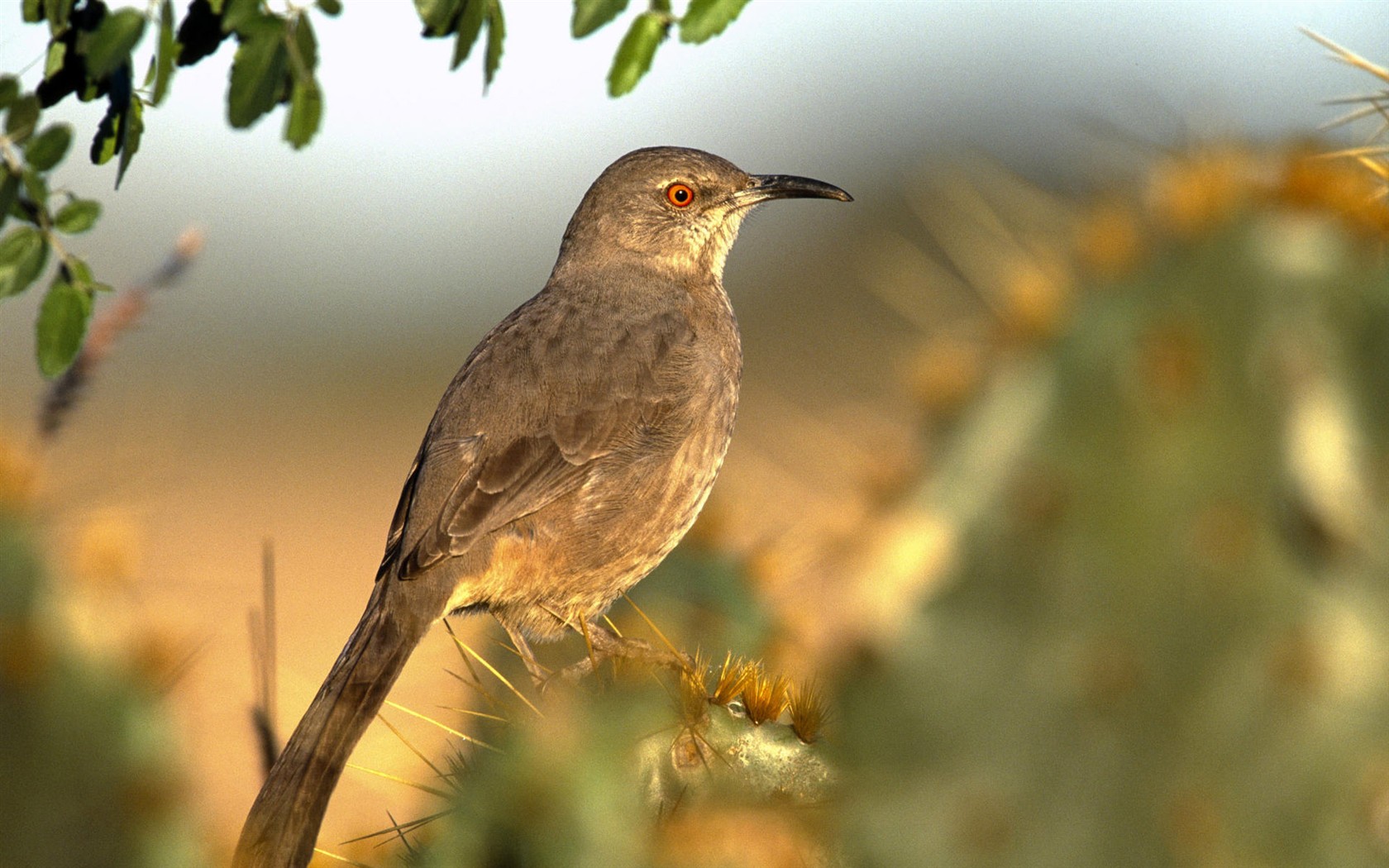 HD Fondos de Aves de fotos #25 - 1680x1050