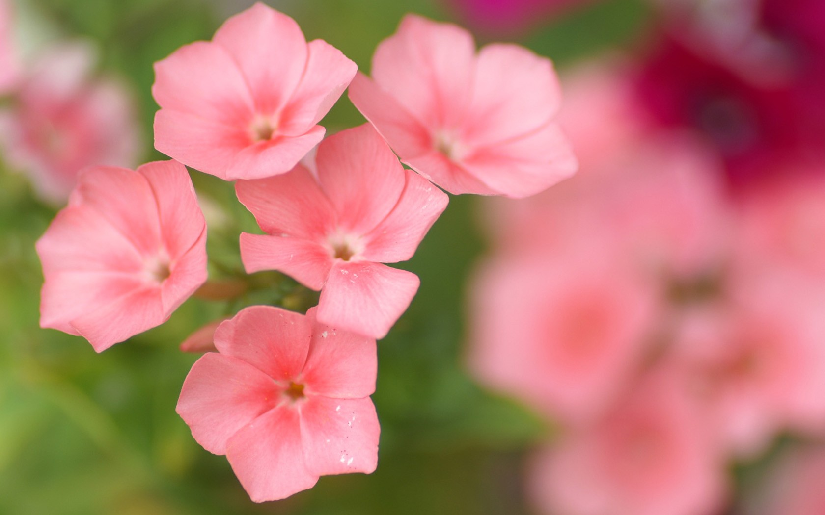 Brilliant flowers close-up wallpaper #1 - 1680x1050