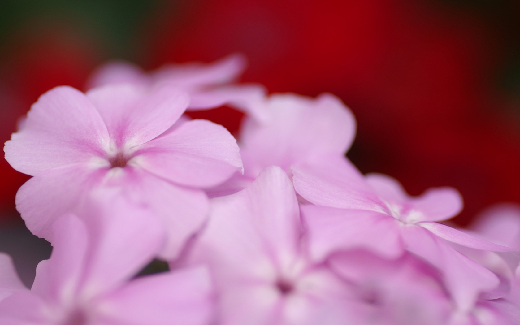 Brilliant flowers close-up wallpaper #4 - 1680x1050