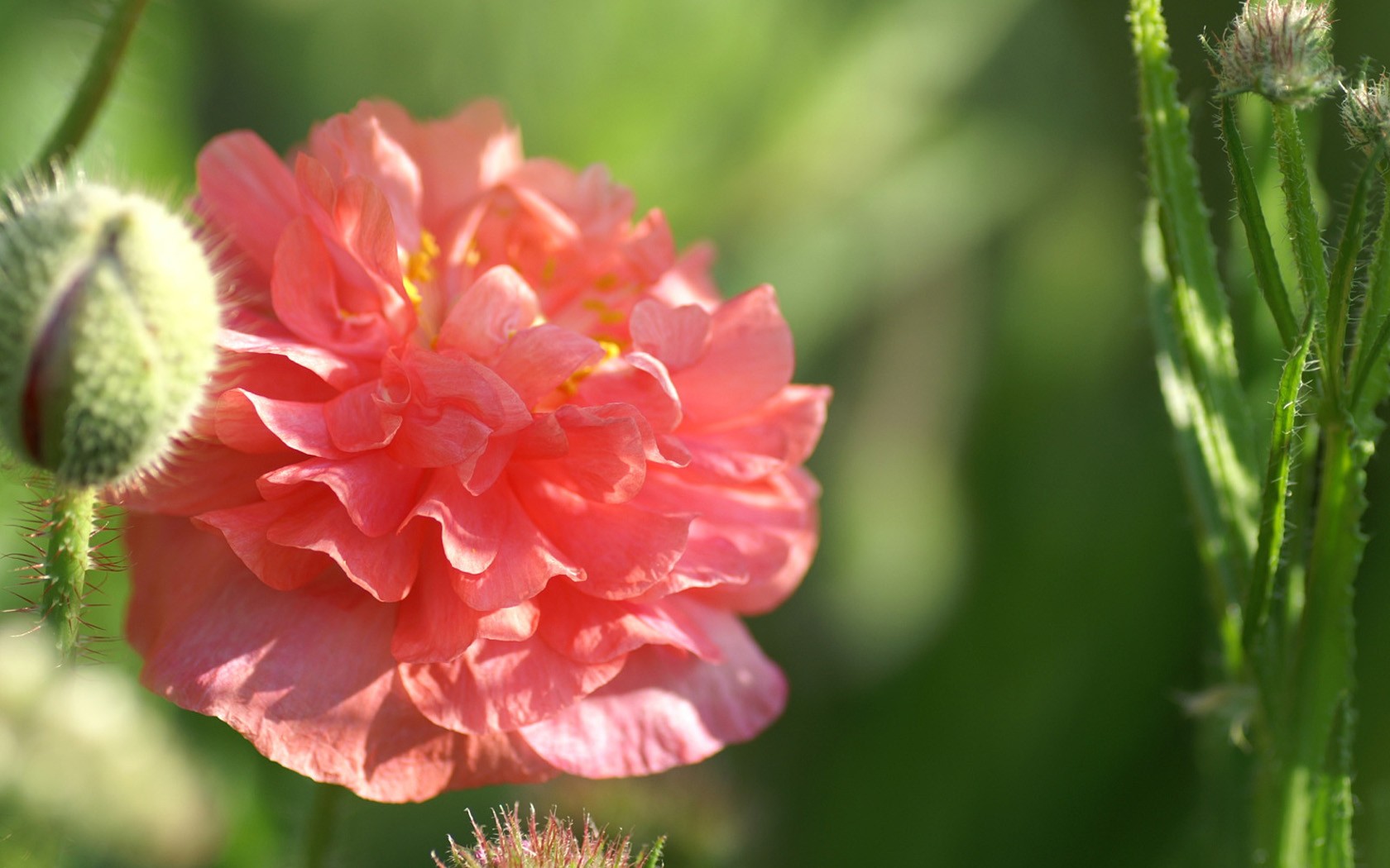 Brilliant flowers close-up wallpaper #6 - 1680x1050