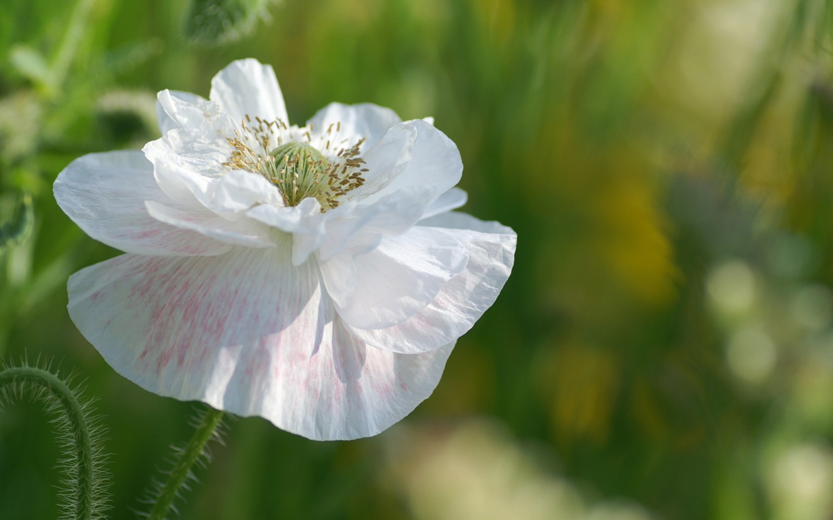 Brilliant flowers close-up wallpaper #7 - 1680x1050