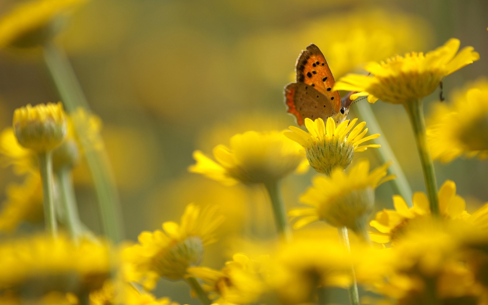 Brilliant flowers close-up wallpaper #9 - 1680x1050