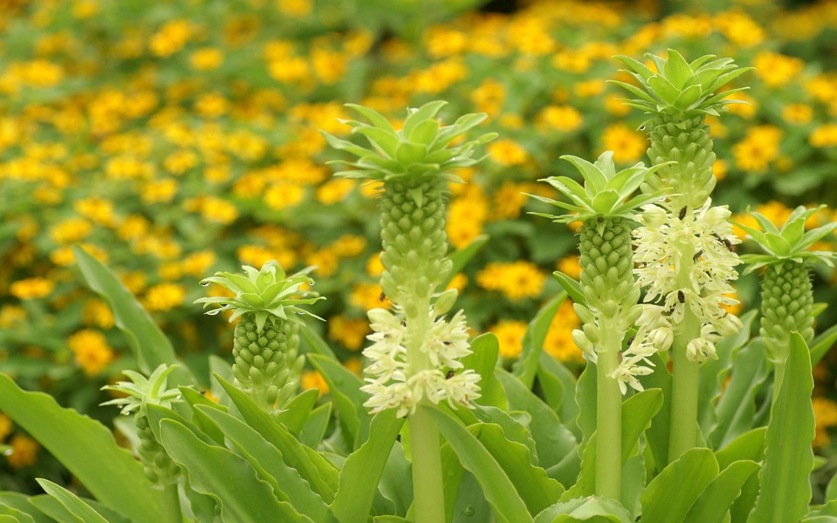 灿烂花朵特写壁纸16 - 1680x1050