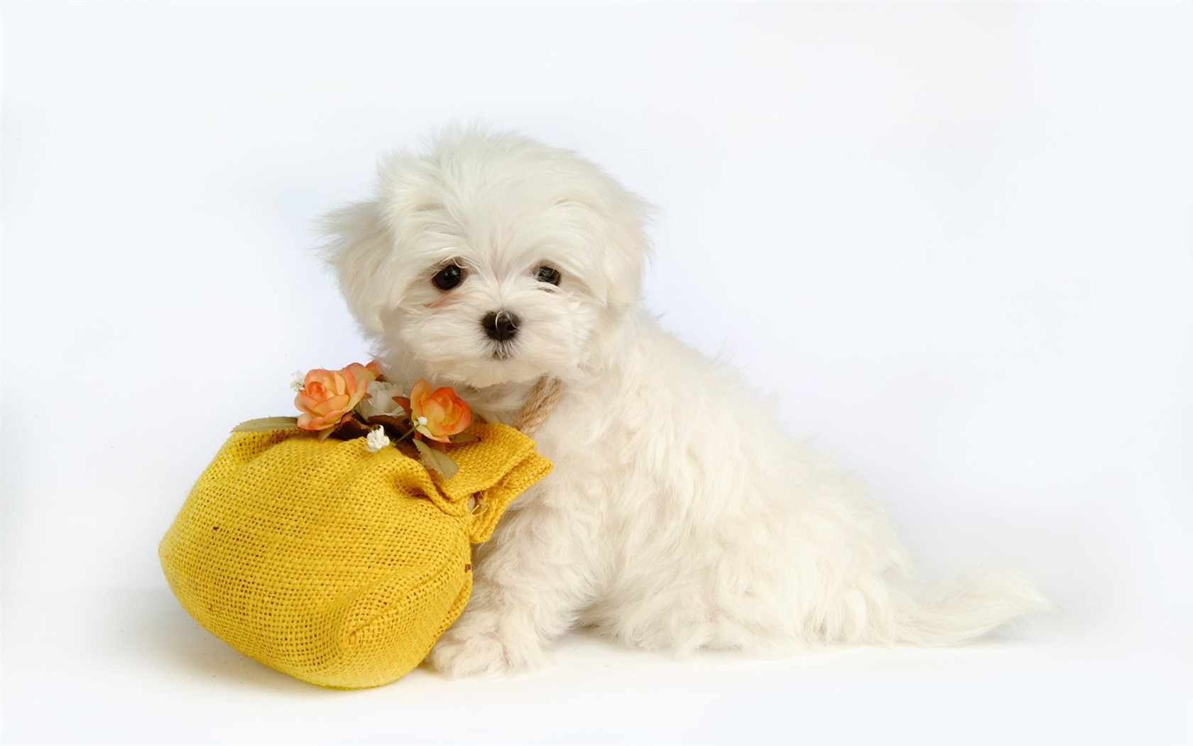 Fluffy little dog wallpaper #31 - 1680x1050