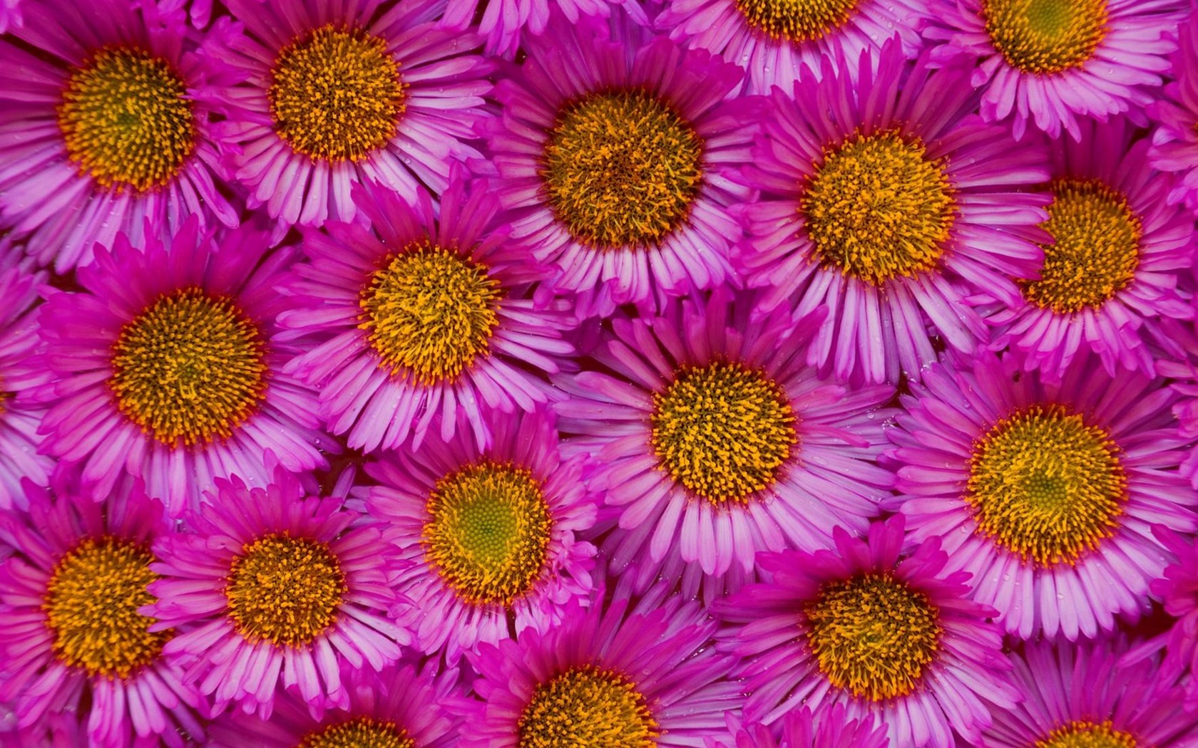 Beautiful Flowers wallpaper (3) #36 - 1680x1050