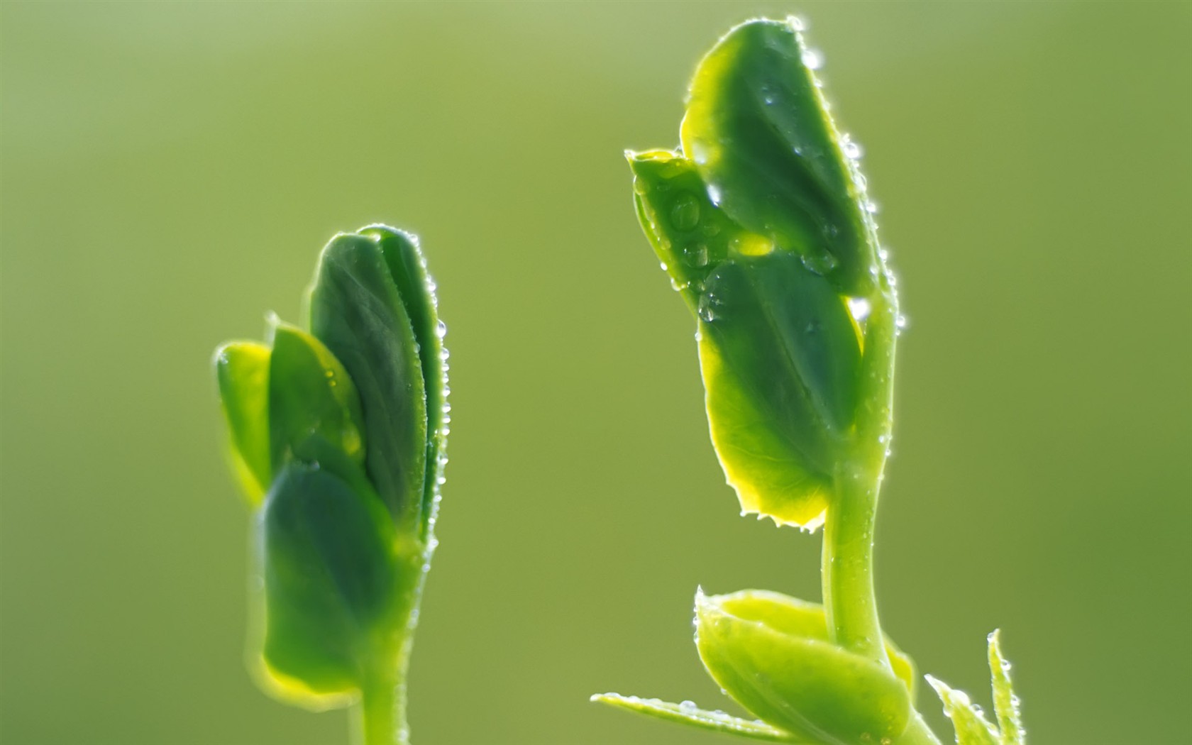 Sprout leaves HD Wallpaper (1) #3 - 1680x1050