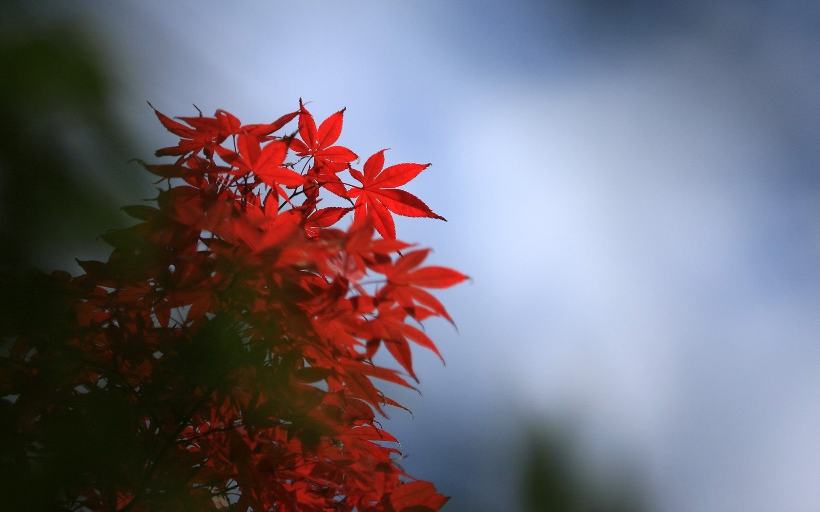 日本之旅：六甲山之紅葉 #7 - 1680x1050