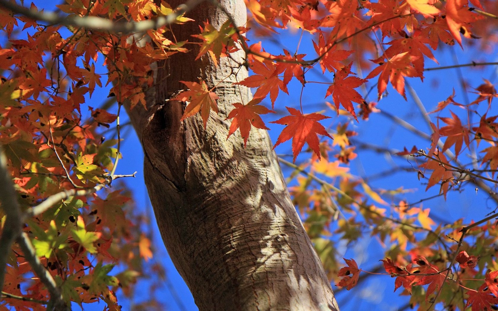 Japan Tour: Rokko Mountain feuilles #15 - 1680x1050