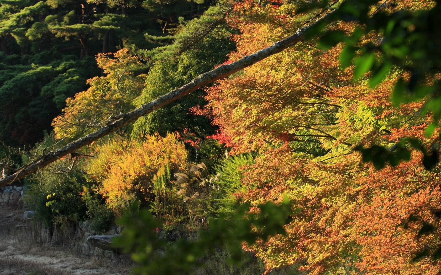 Japan Tour: Berg Rokko Blätter #36 - 1680x1050