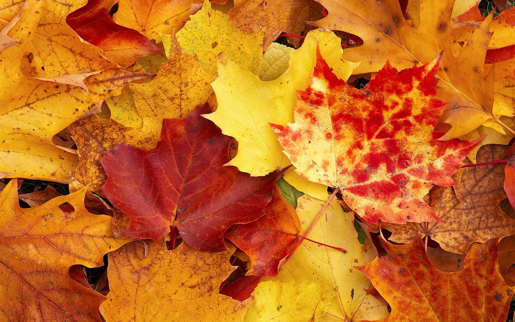 Thick autumn scenery wallpaper #20 - 1680x1050