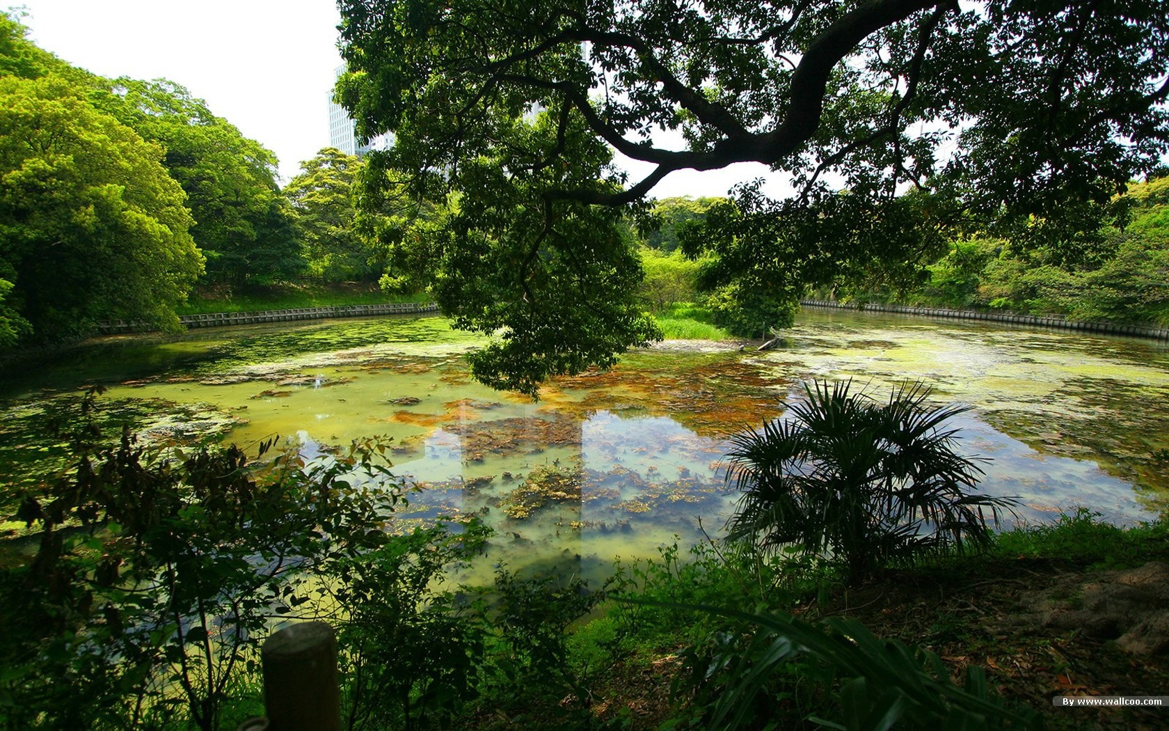 寧靜庭園 公園美景壁紙 #2 - 1680x1050