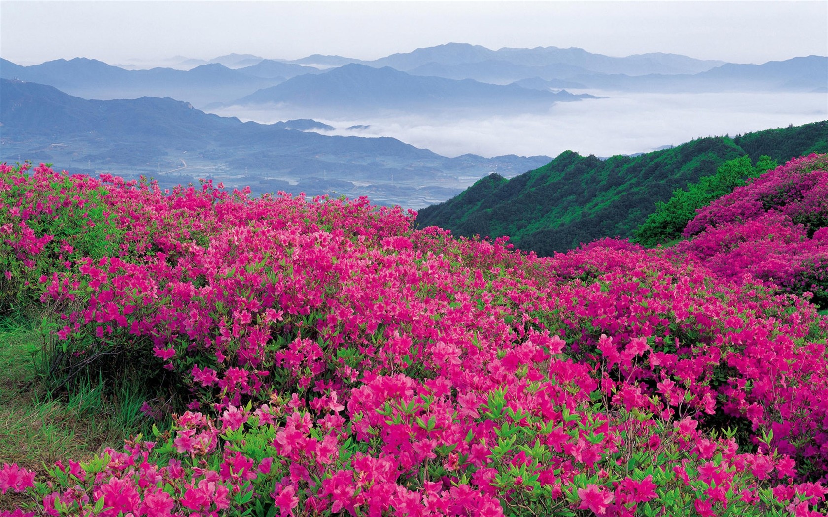 鮮豔奪目花朵高清壁紙 #3 - 1680x1050