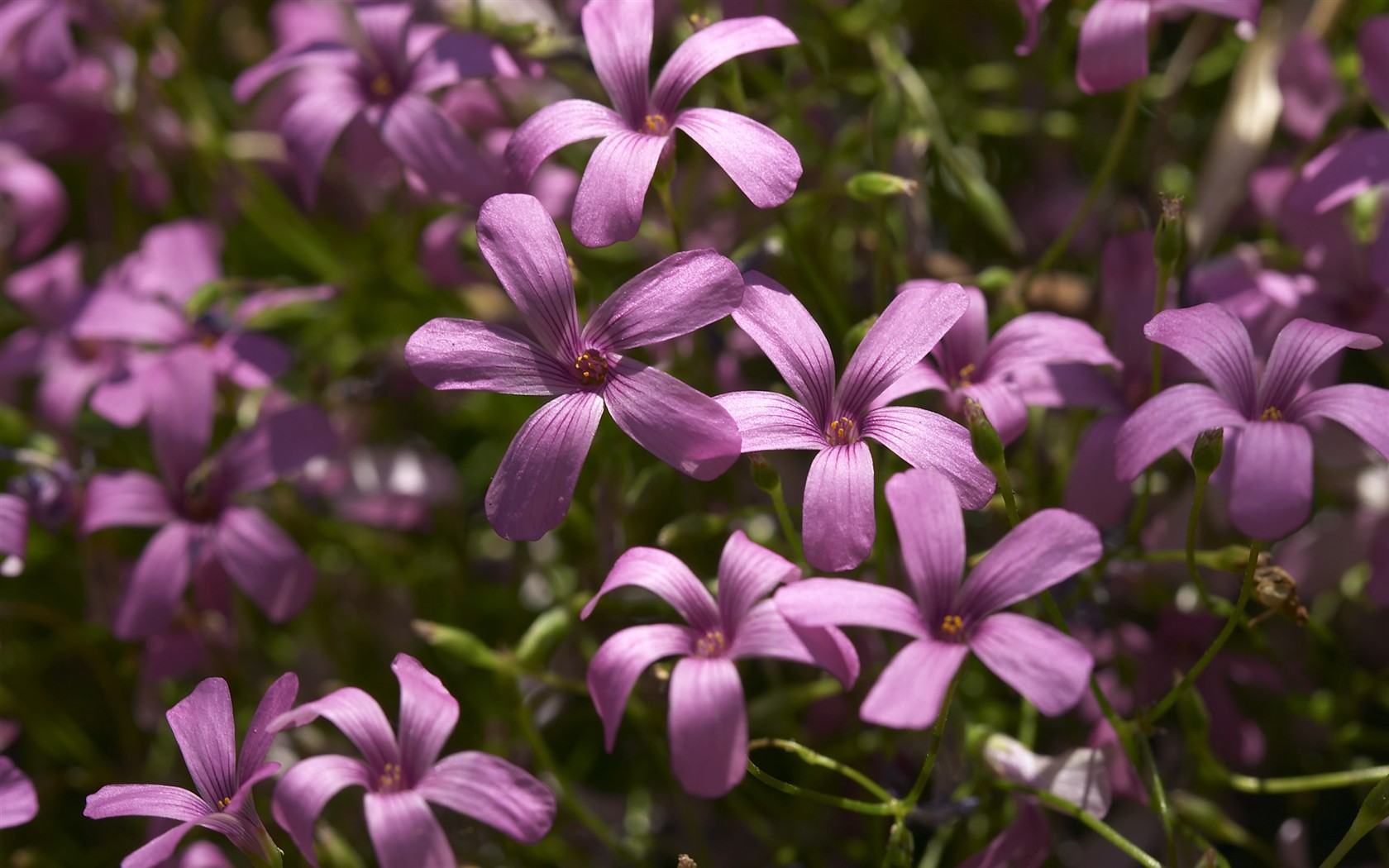 fleurs d'écran HD grosse veine #23 - 1680x1050