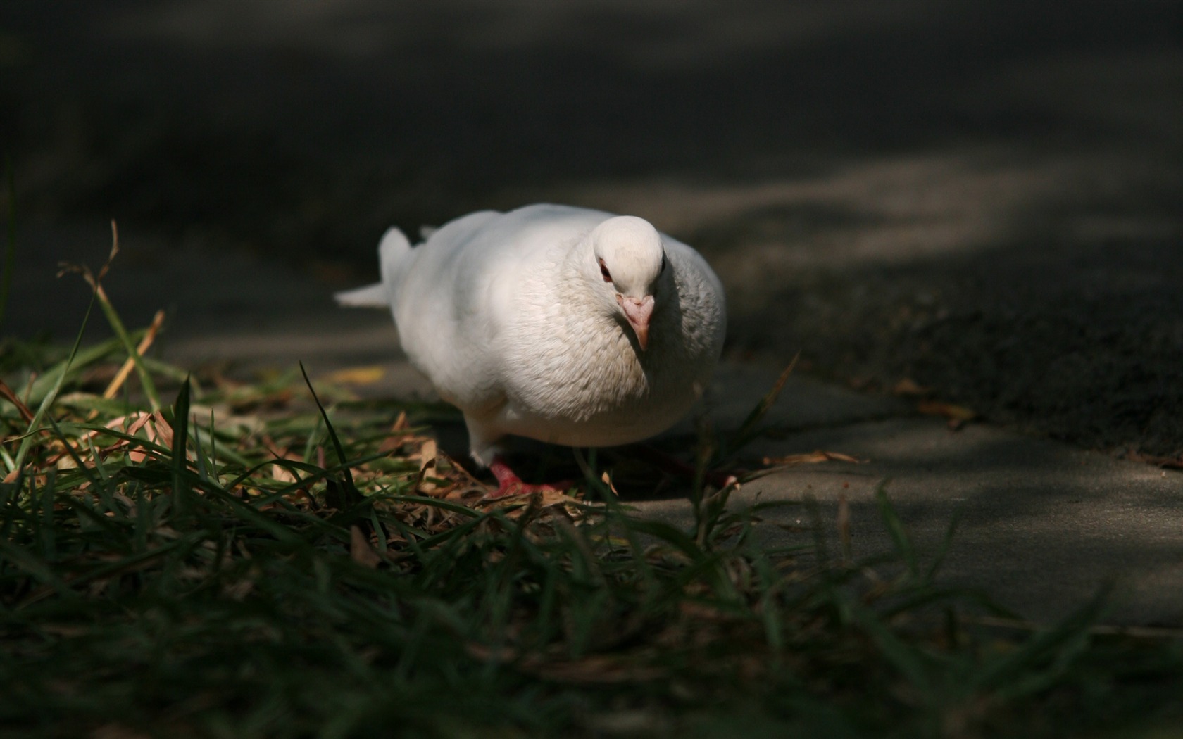 佳能 EOS 5D 样张壁纸 (评测样张)1 - 1680x1050