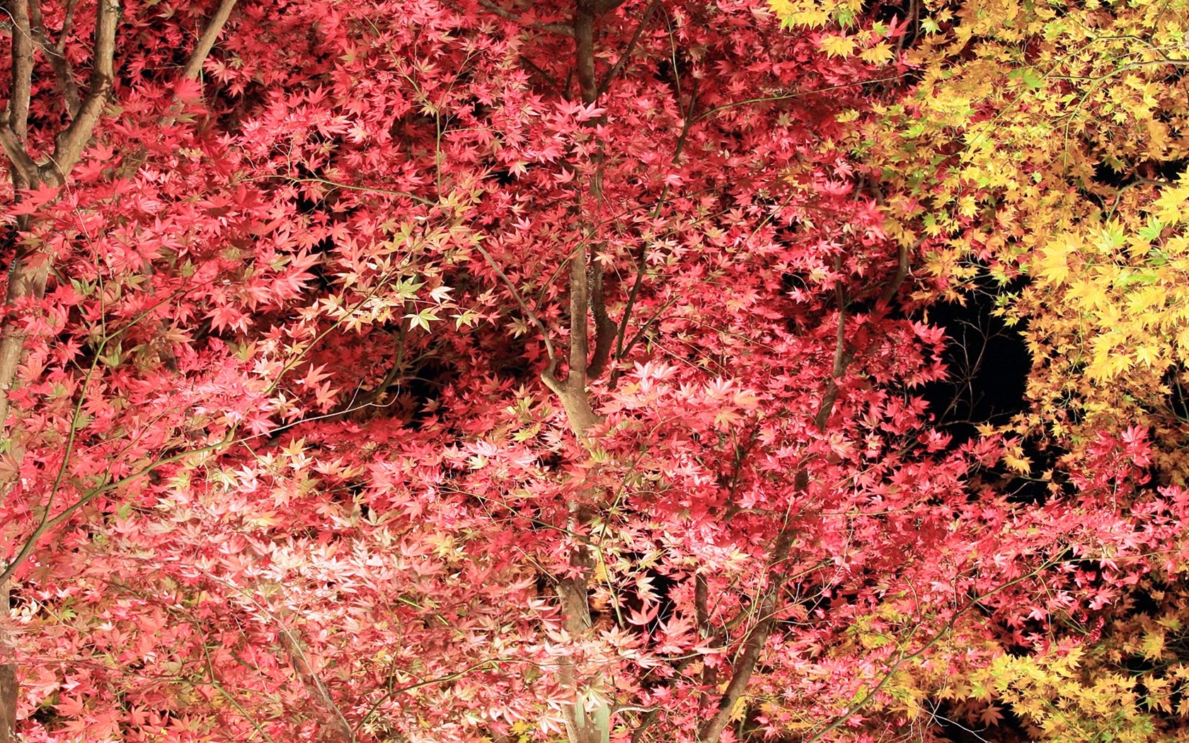 Krásné Maple Leaf Wallpaper #5 - 1680x1050