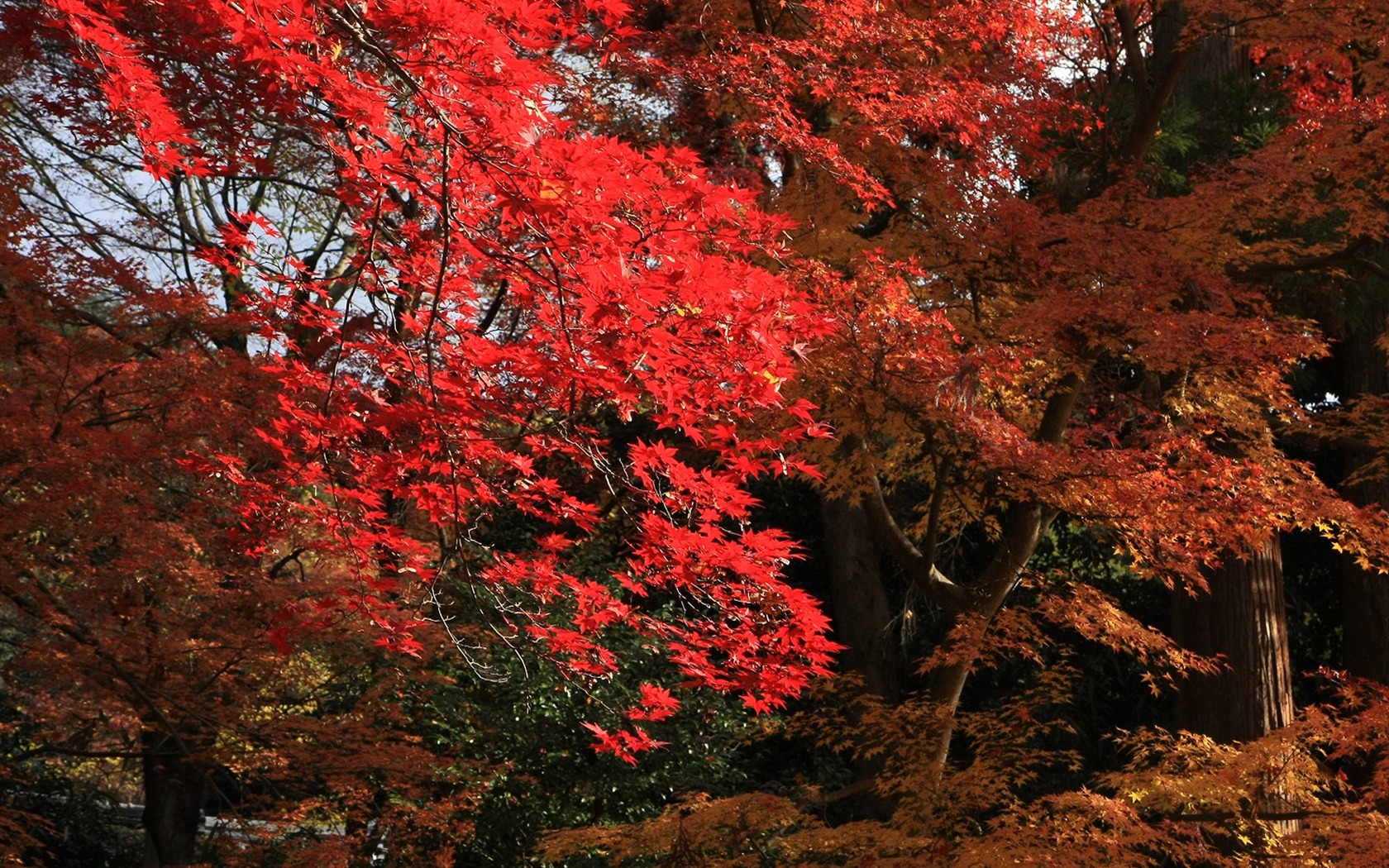 Beautiful Maple Leaf Wallpaper #16 - 1680x1050