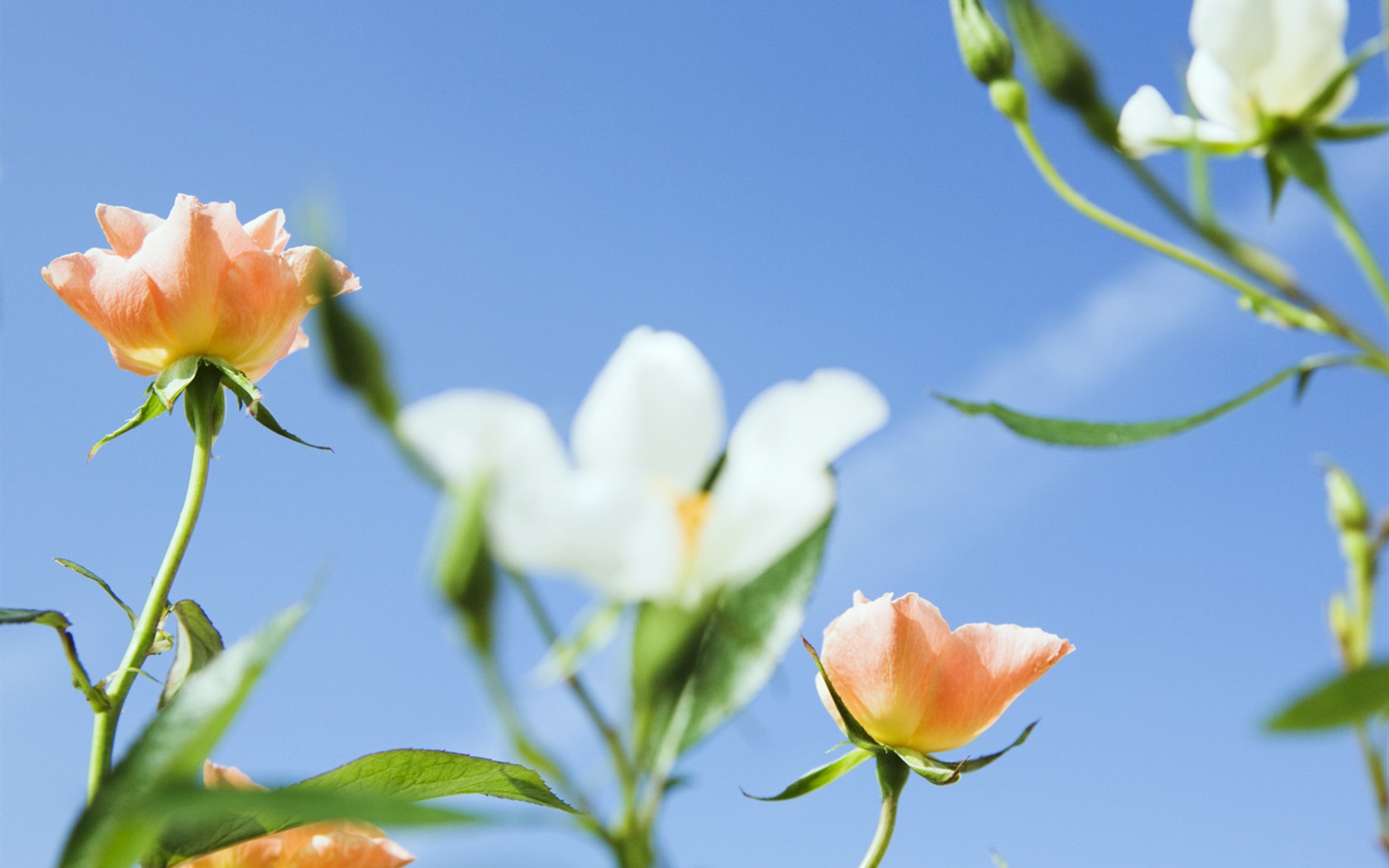 Bajo flores cielo despejado #2 - 1680x1050