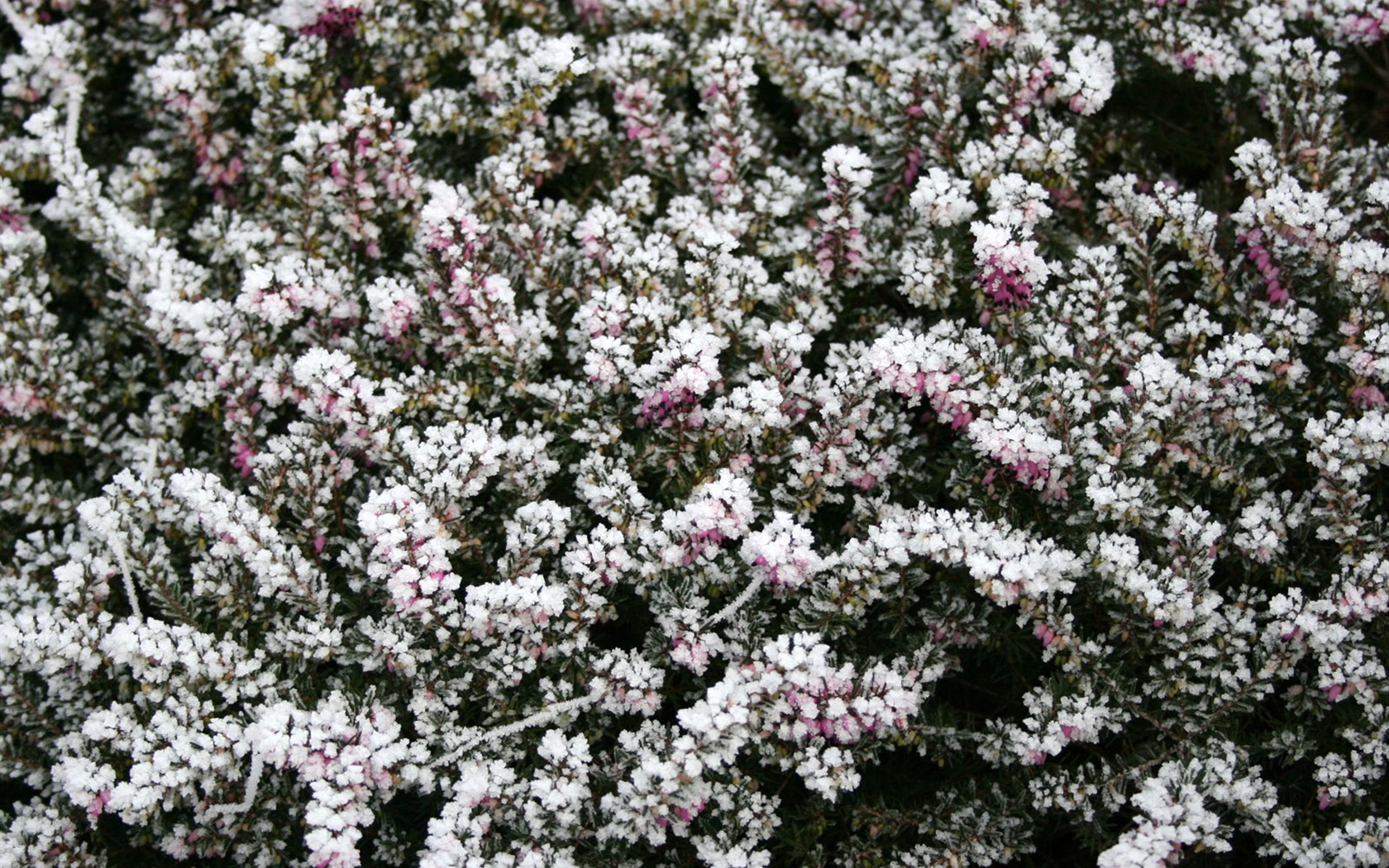 Ice plant Wallpapers Album #10 - 1680x1050