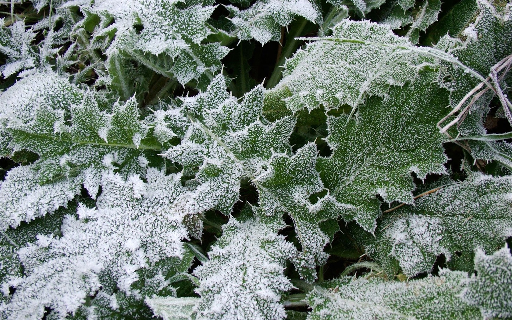 冰雪植物壁纸专辑19 - 1680x1050