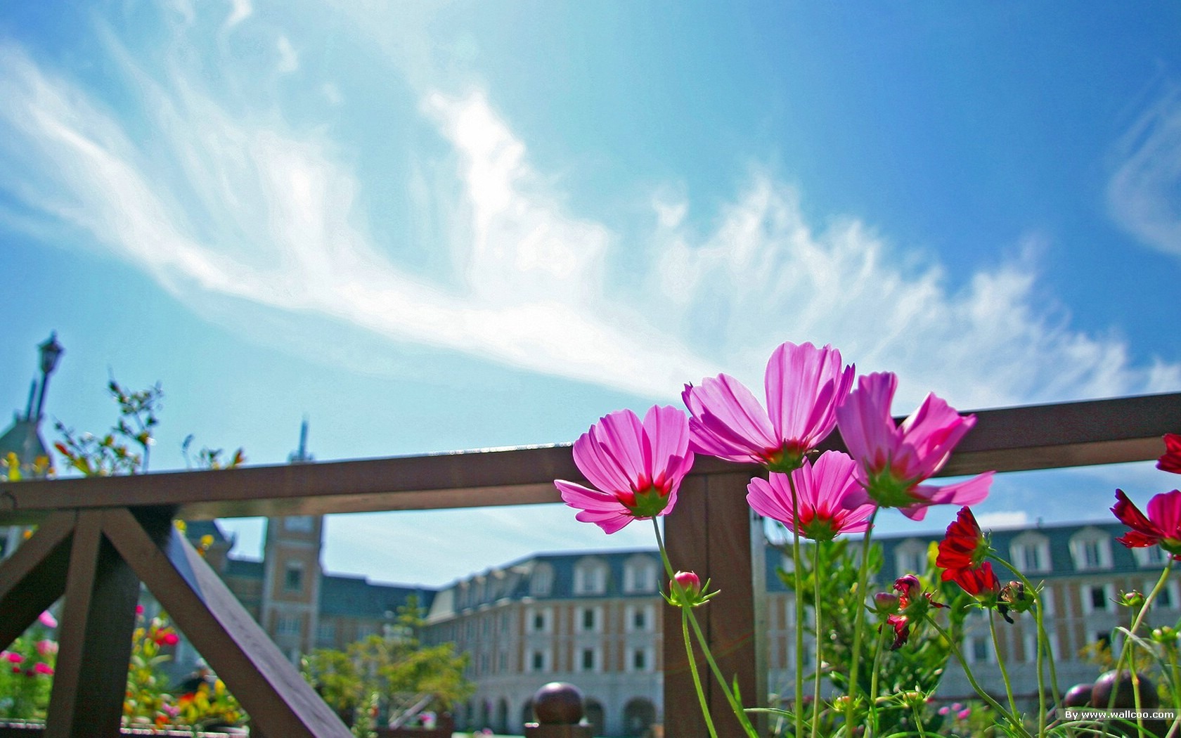 Autumn cosmos wallpaper #6 - 1680x1050