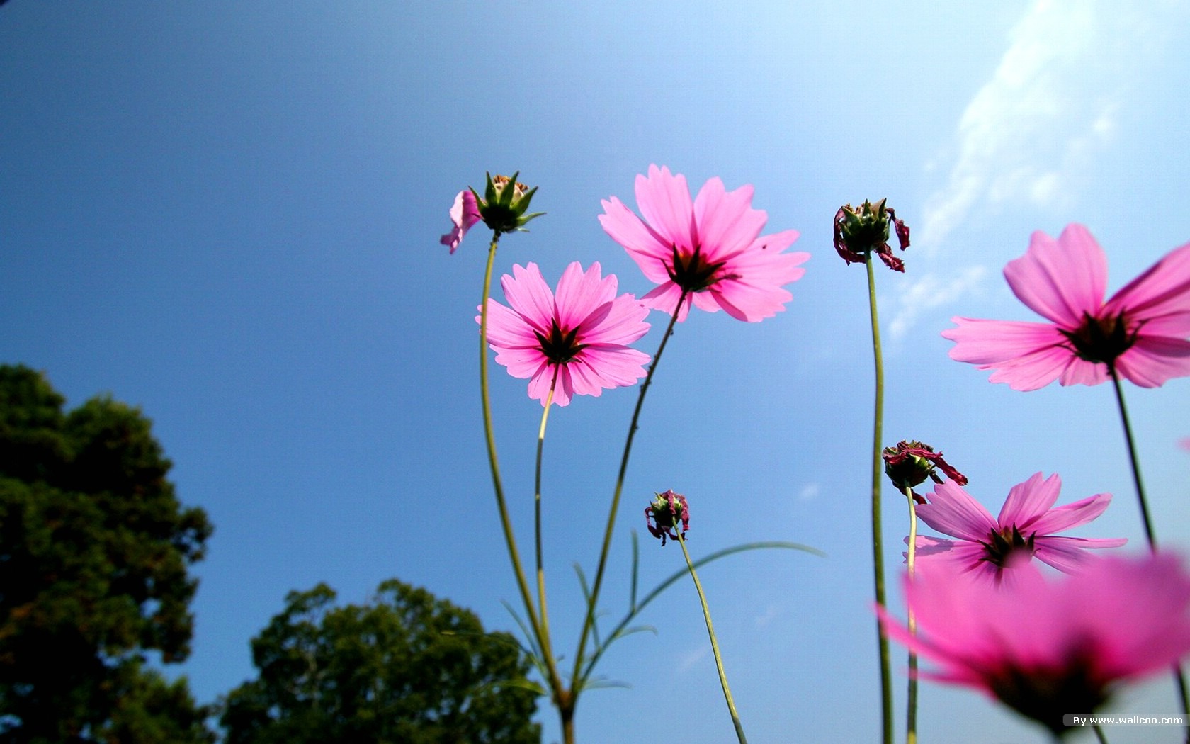 Autumn cosmos wallpaper #11 - 1680x1050