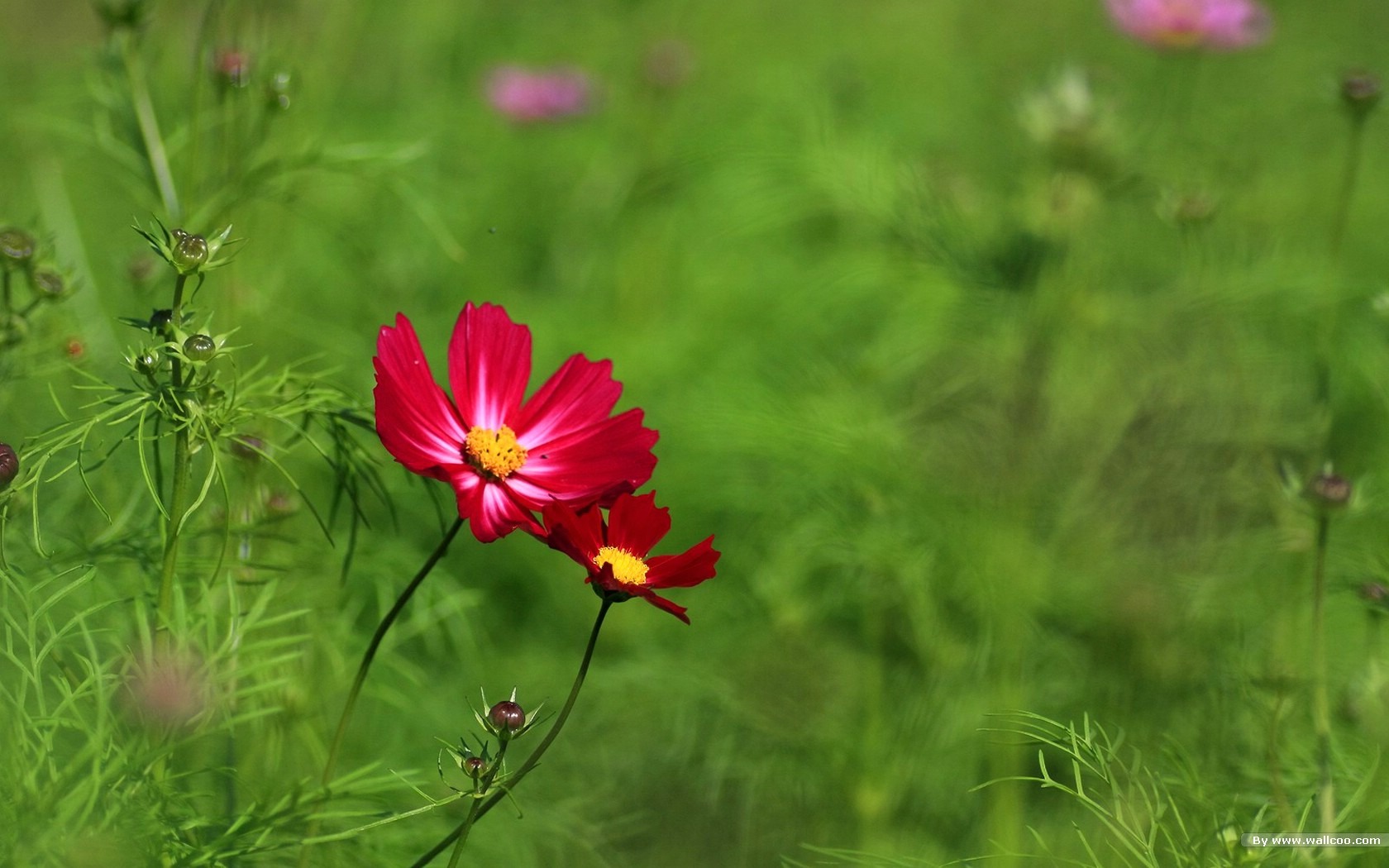 秋天的大波斯菊壁纸专辑18 - 1680x1050