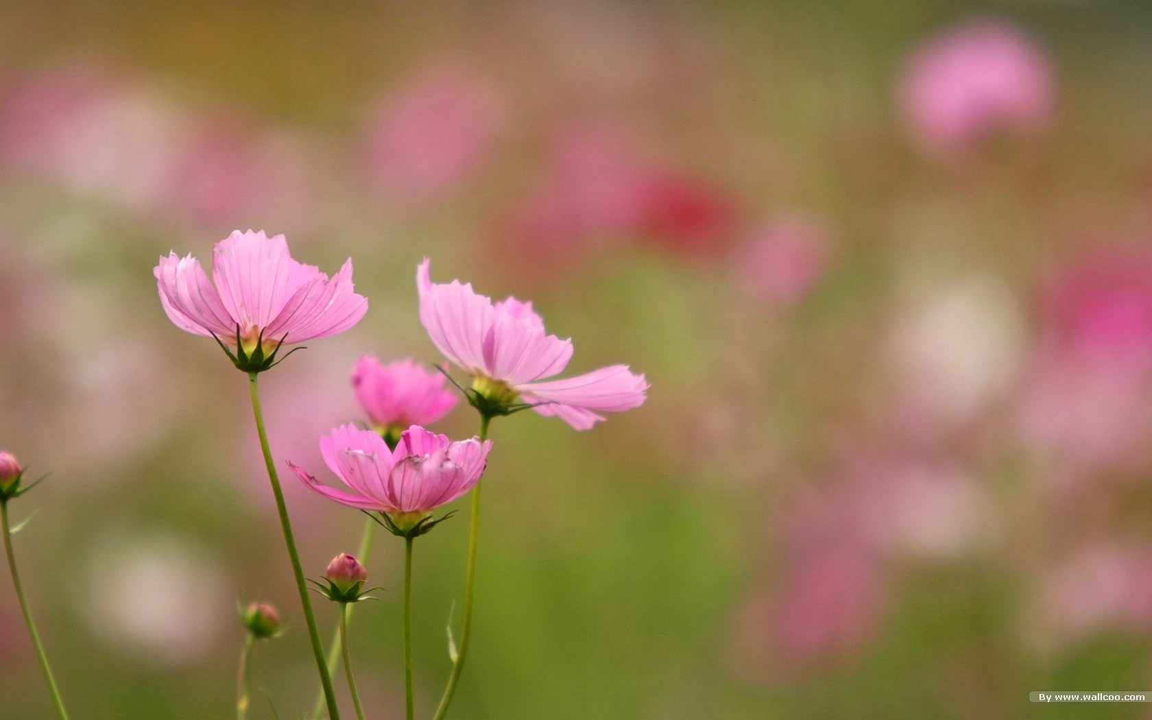 秋天的大波斯菊壁紙專輯 #37 - 1680x1050