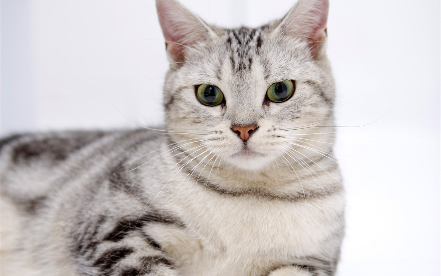 HD papel tapiz lindo gatito #15 - 1680x1050