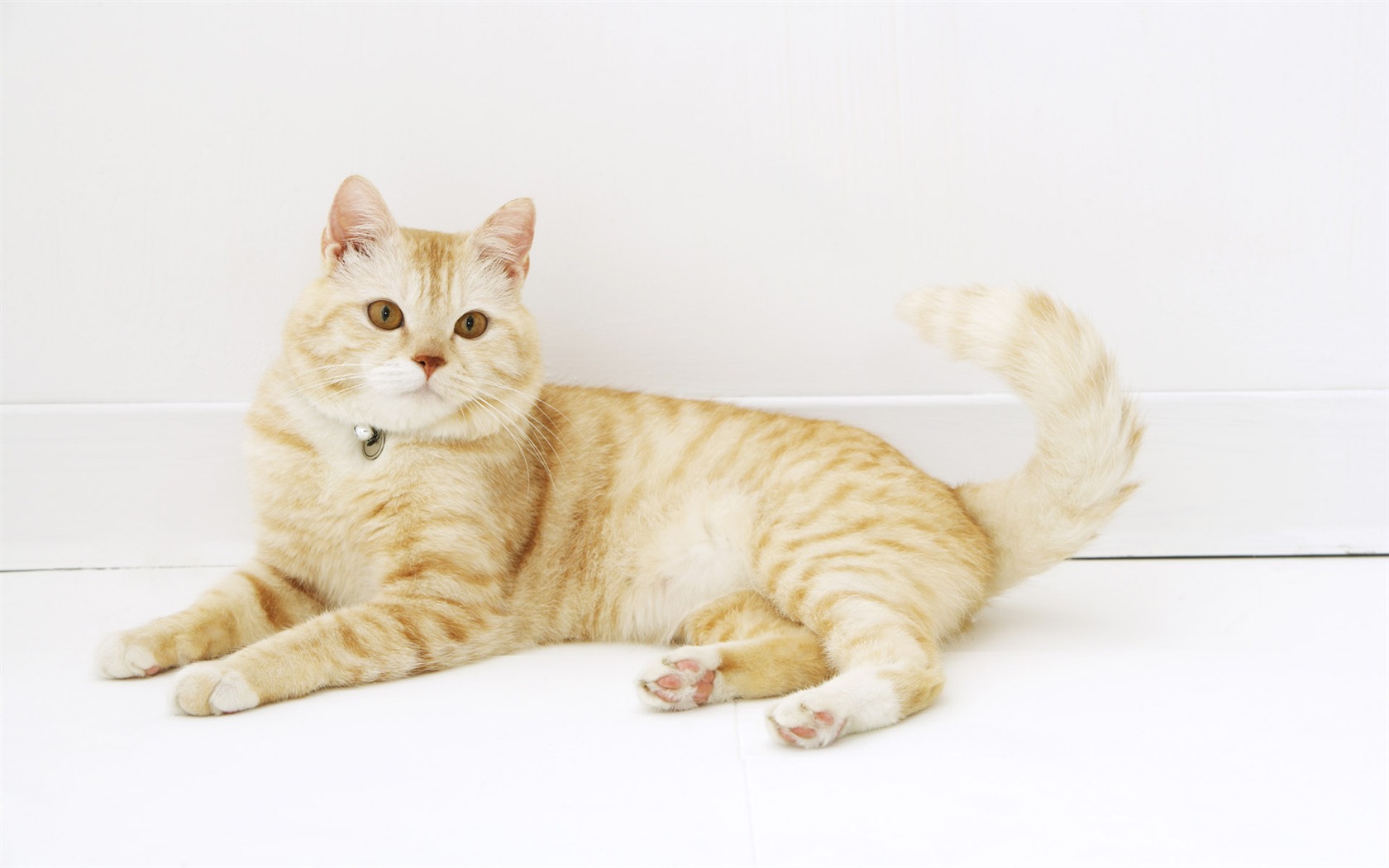HD papel tapiz lindo gatito #28 - 1680x1050
