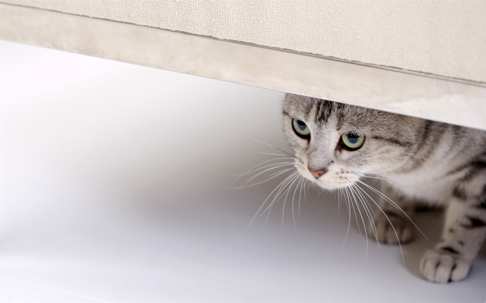 HD papel tapiz lindo gatito #29 - 1680x1050