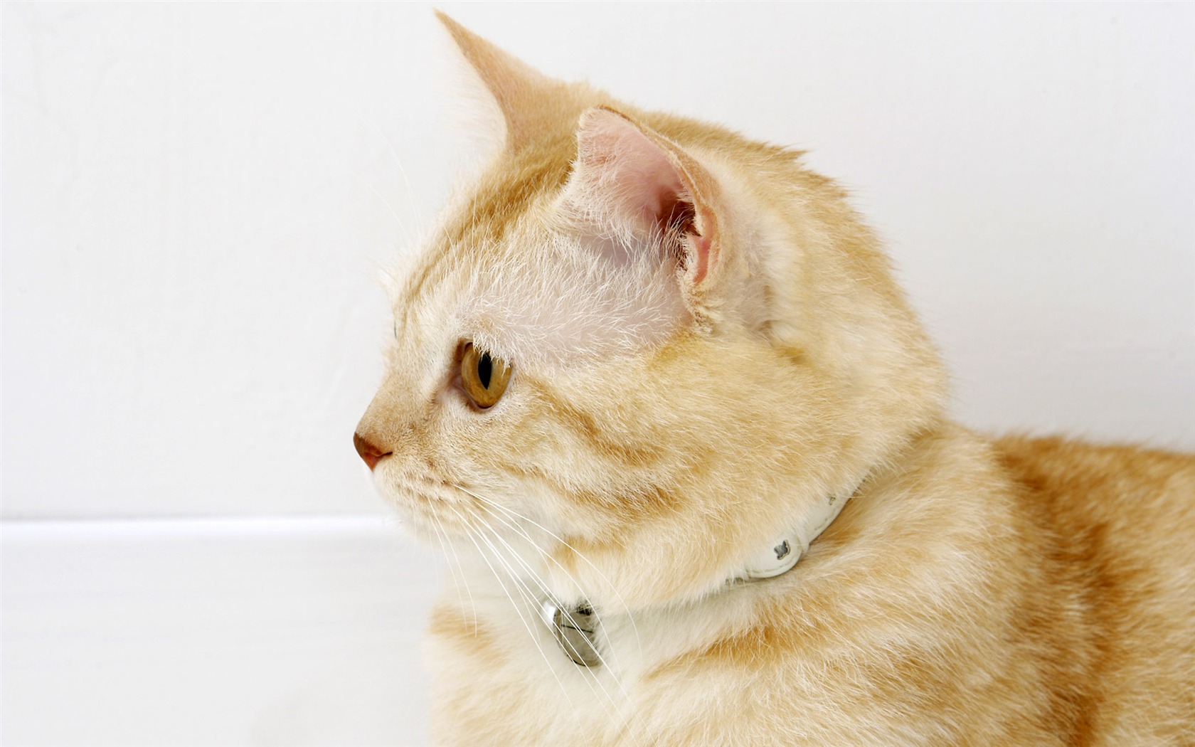 HD papel tapiz lindo gatito #31 - 1680x1050