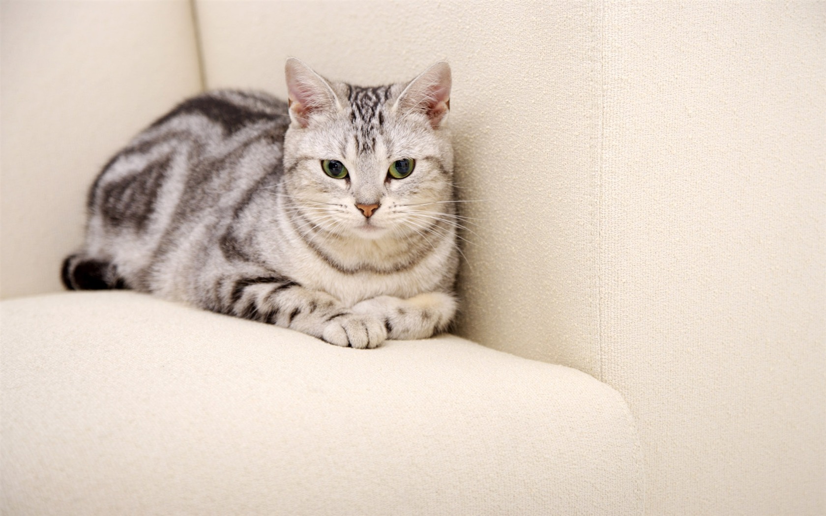 HD papel tapiz lindo gatito #38 - 1680x1050