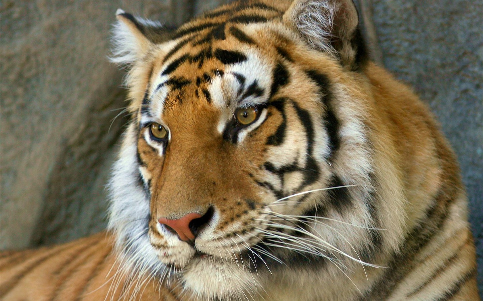 Tiger Photo Wallpaper #7 - 1680x1050