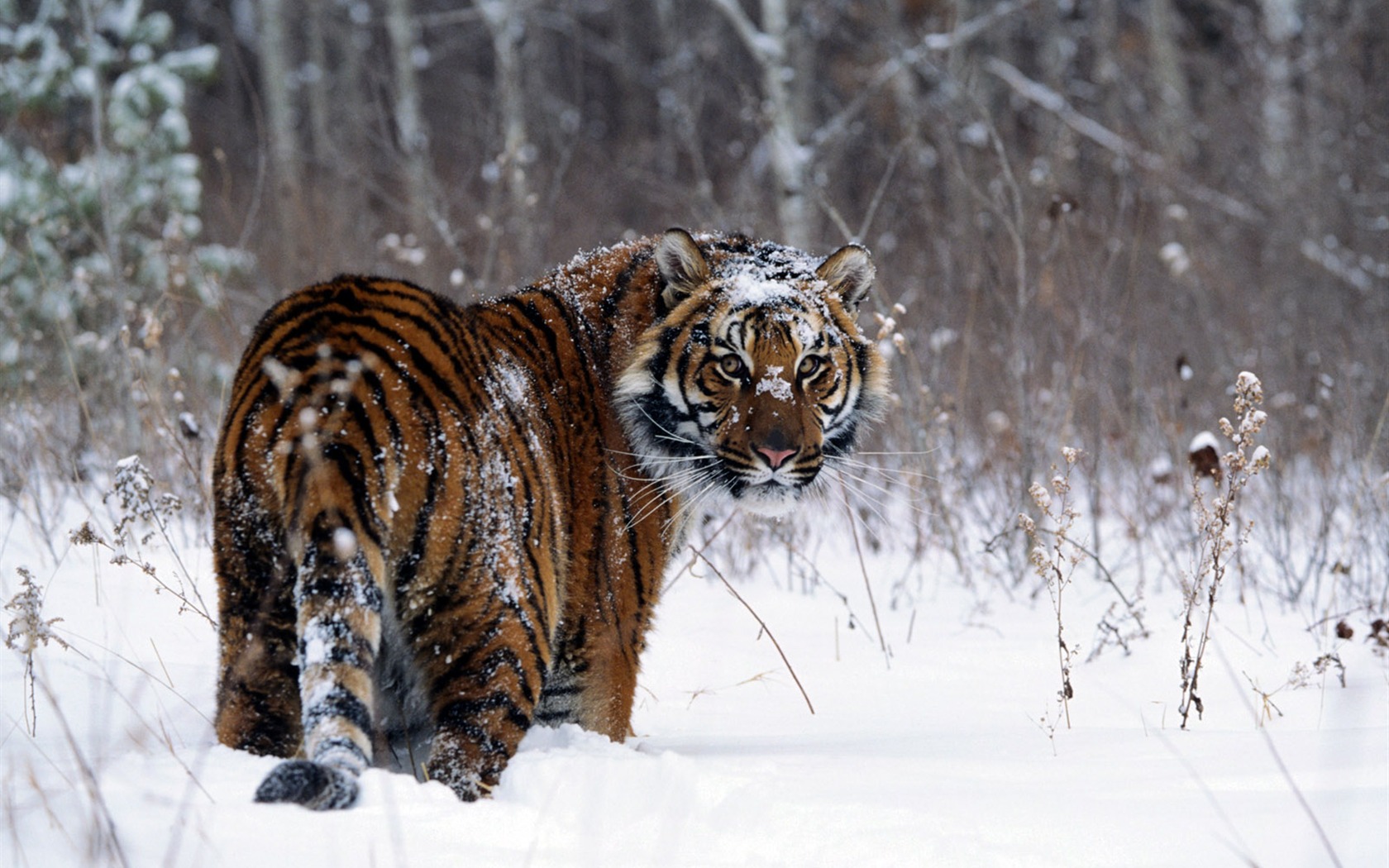 Tiger Photo Wallpaper #9 - 1680x1050